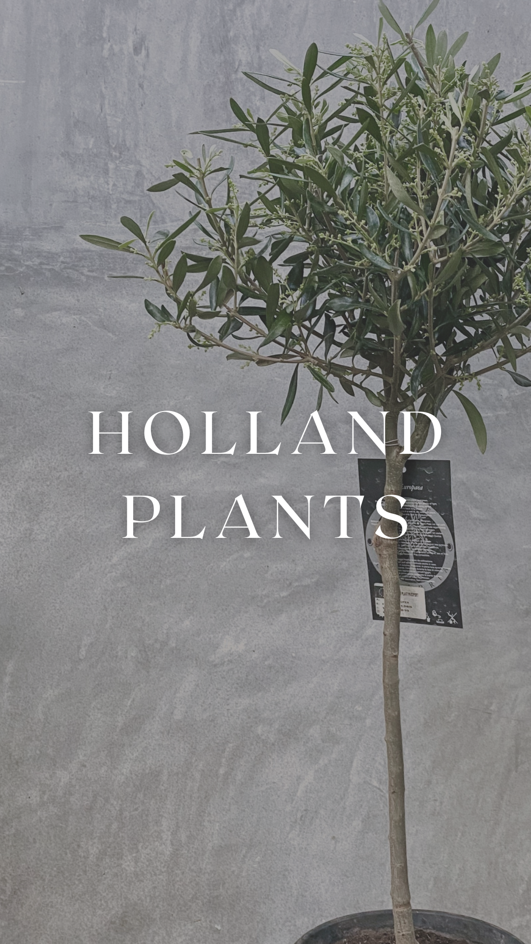 Holland Plants