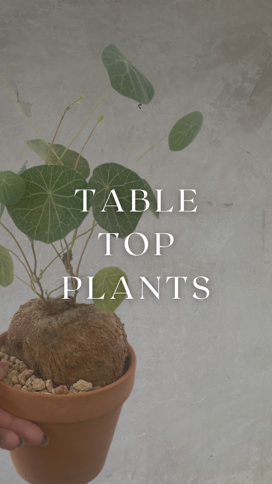 Table Top Plants