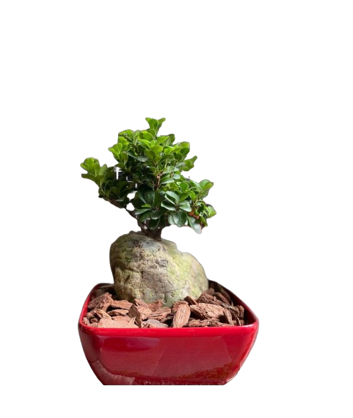 FICUS GINSENG IN RED SELF WATERING POT