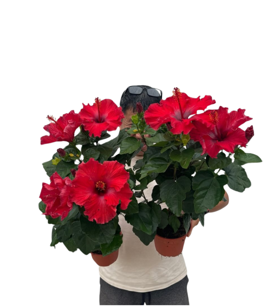 hibiscus chye heng example