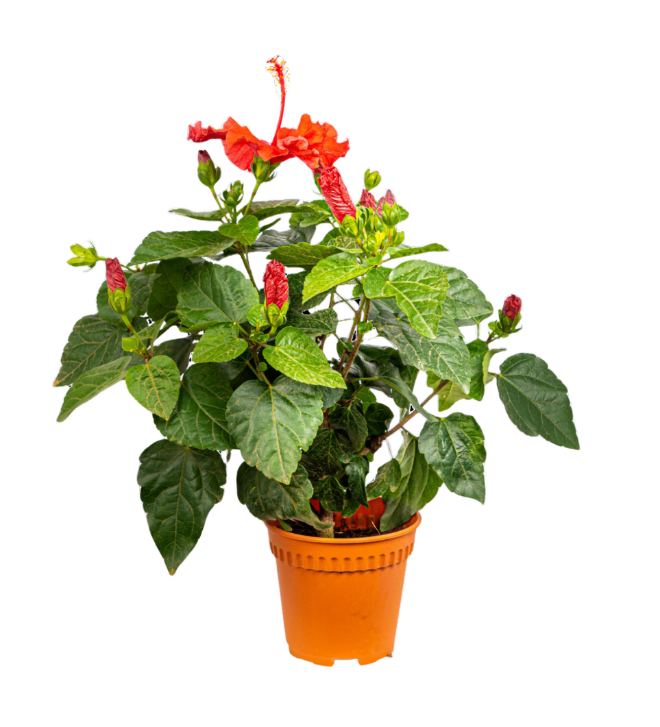 hibiscus competitor example