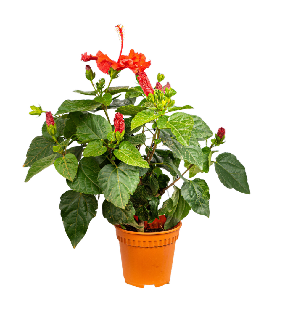 hibiscus competitor example