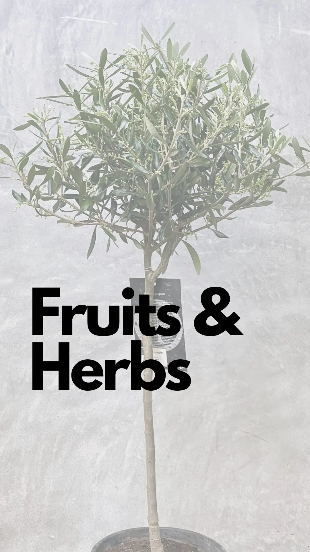 Fruits & Herbs