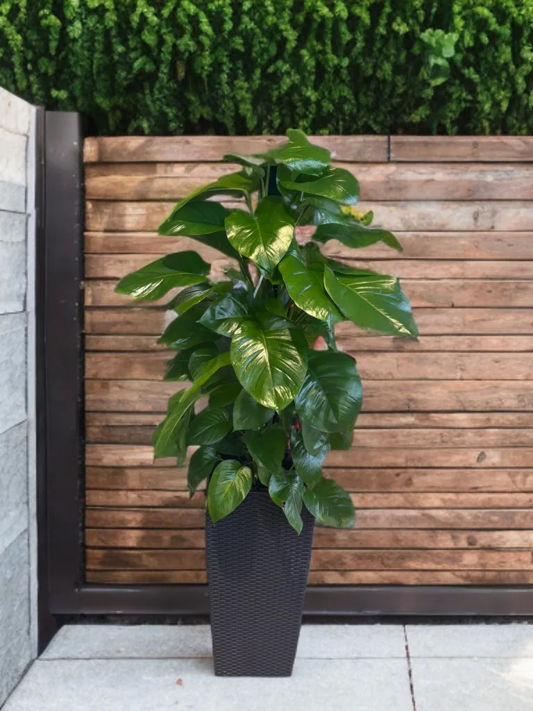 Money Plant in Self Watering Pot