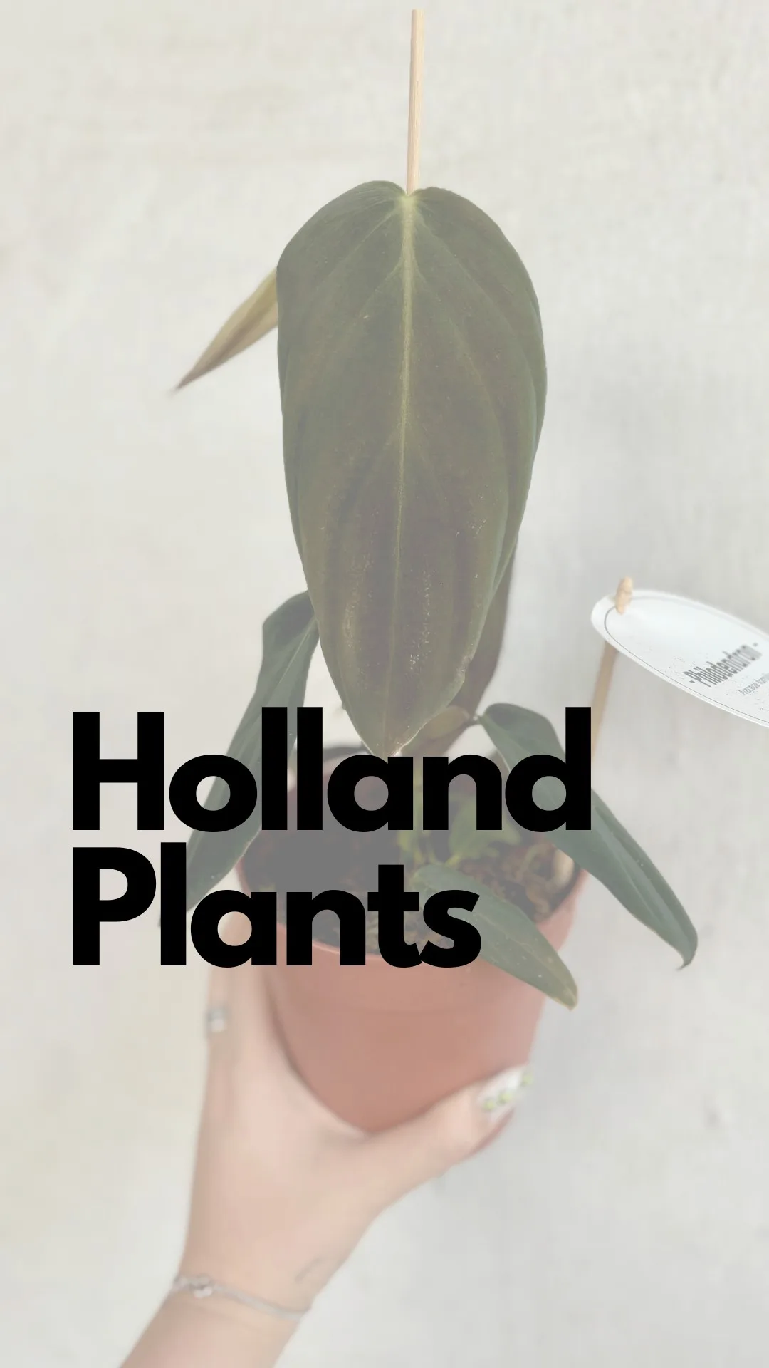 Holland Plants