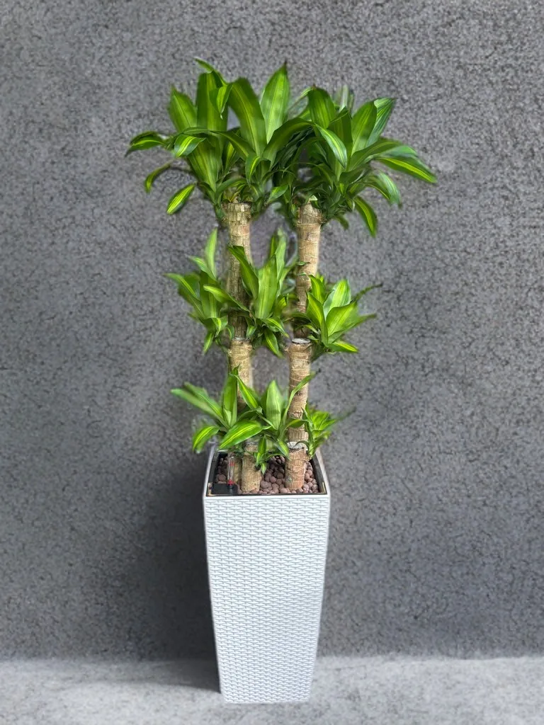 Iron Tree (Self Watering)