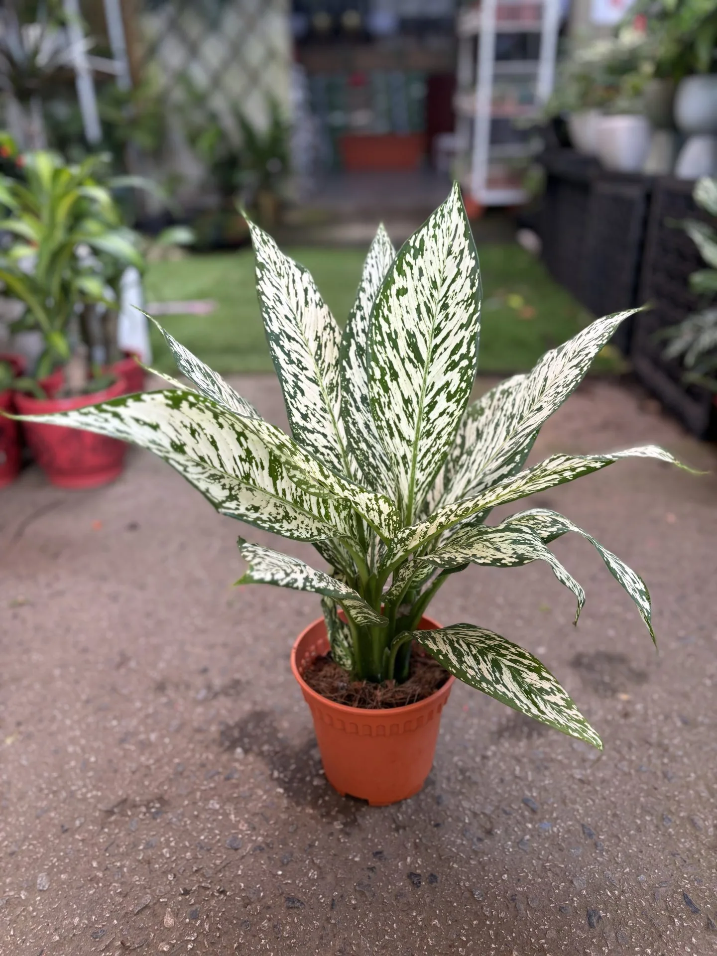 Dieffenbachia White Etna
