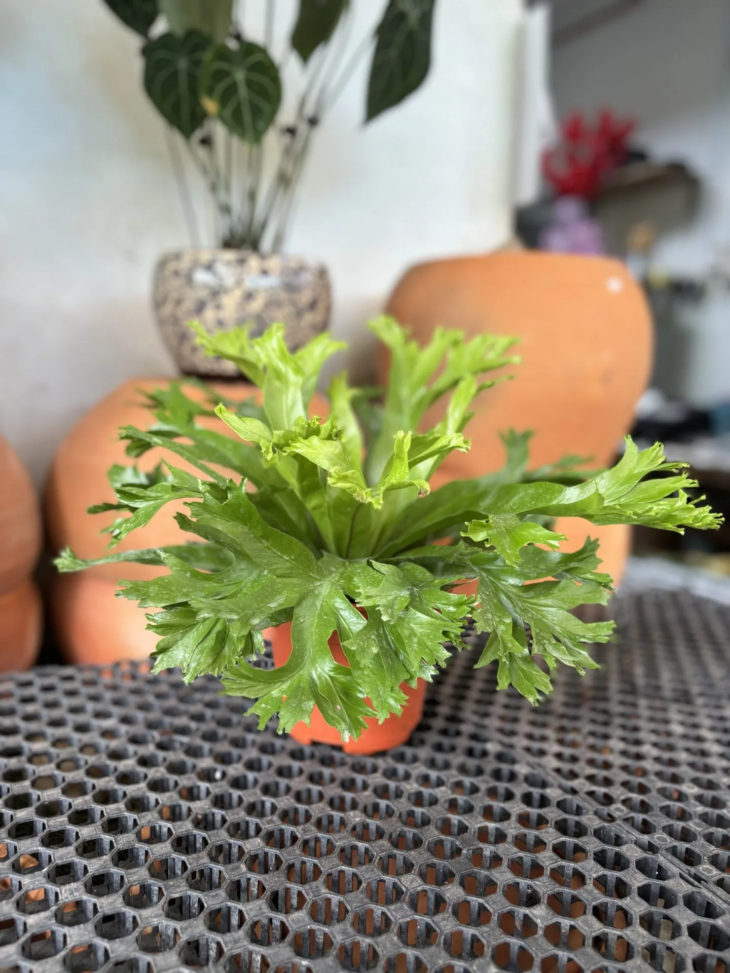 Asplenium Crissie (Bird's Nest Fern) - Chye Heng Orchid Garden