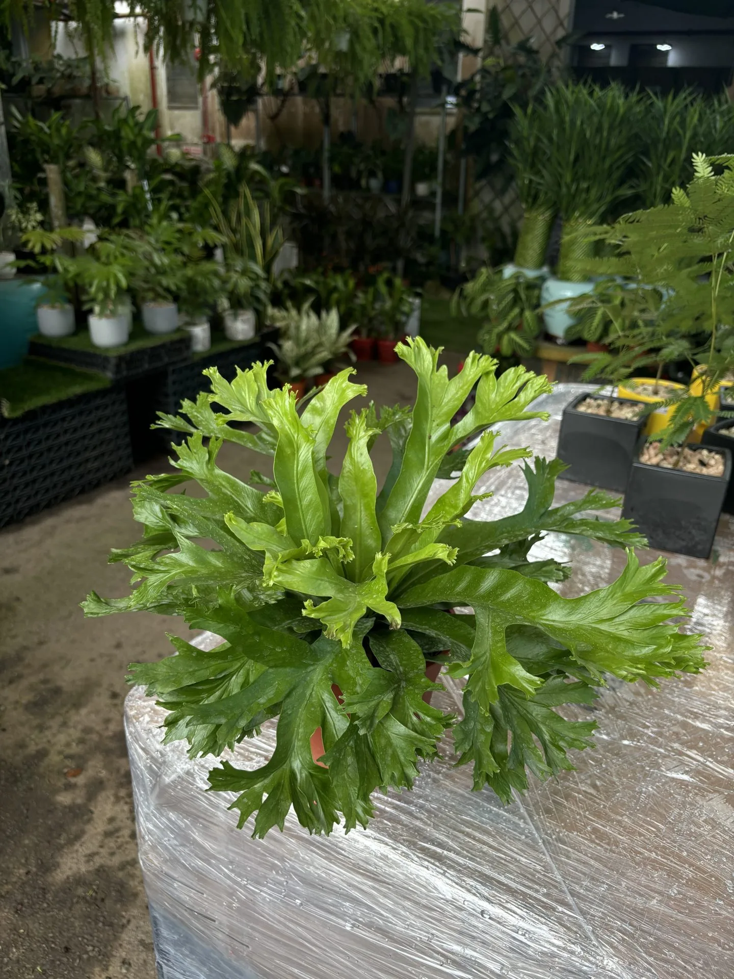 indoor plant with red leaves Red Nerve Plant main image 1