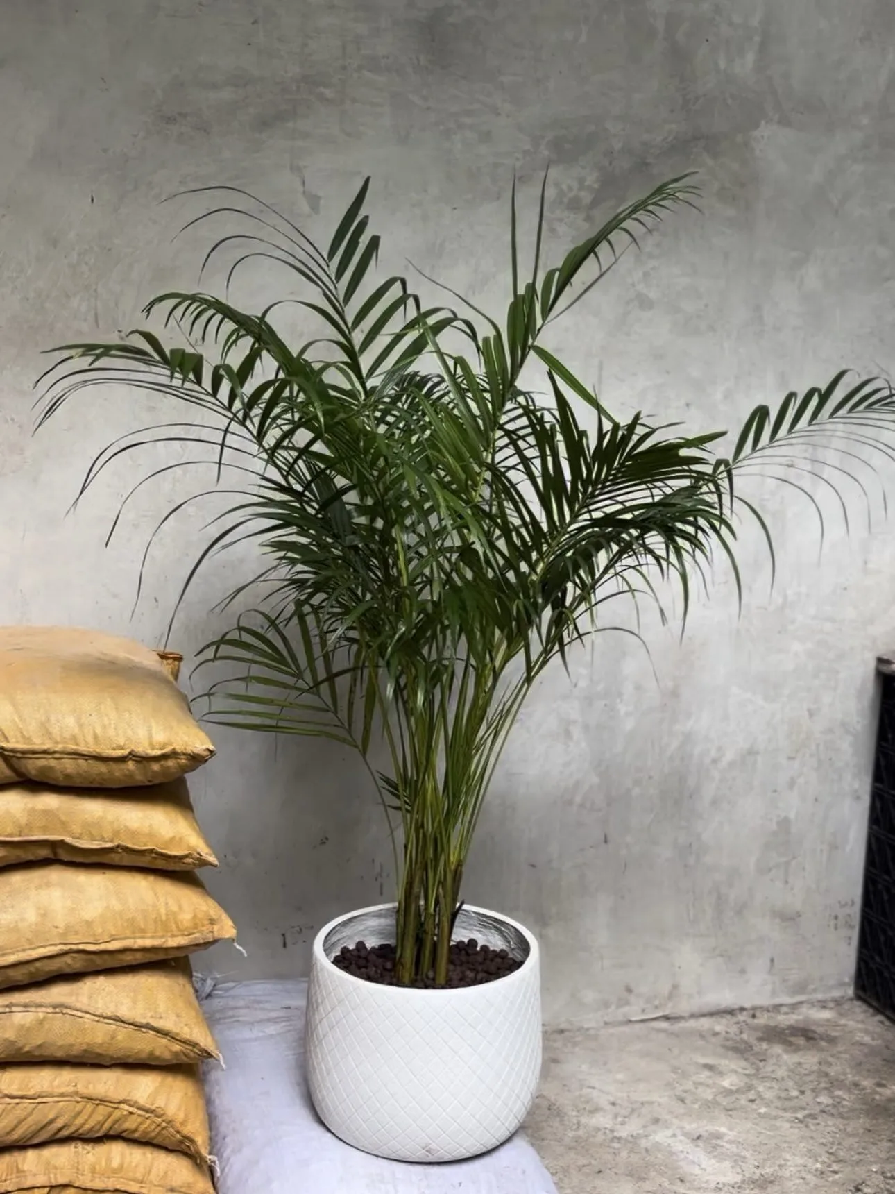 Yellow Palm