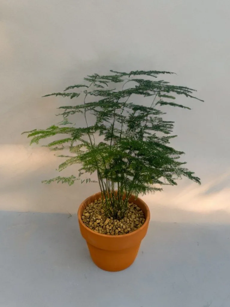 Asparagus Fern