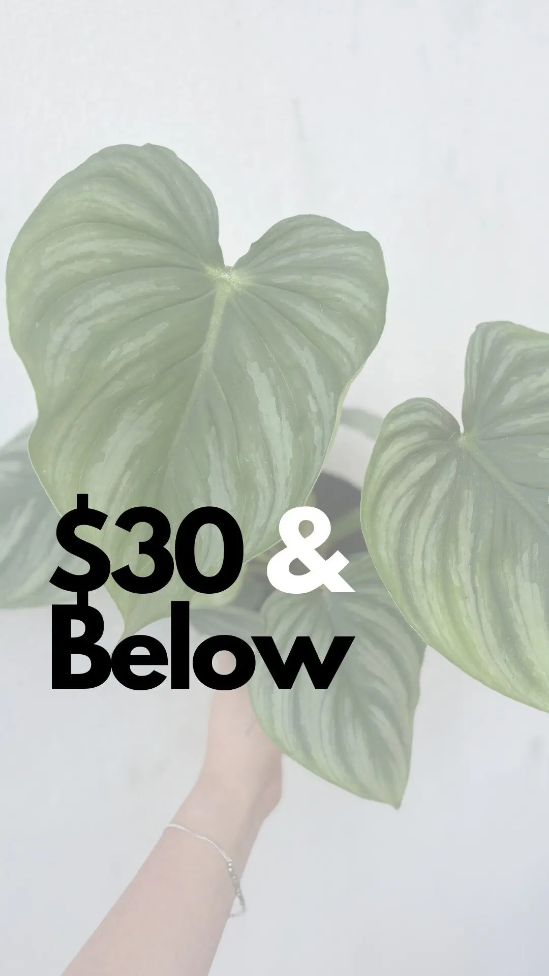 Below $30 Plants