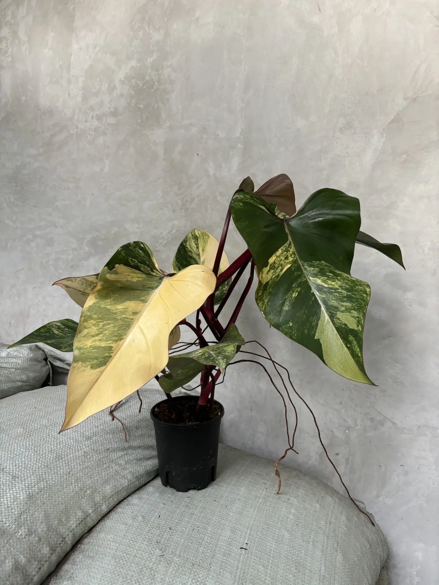 Philodendron Strawberry Shake