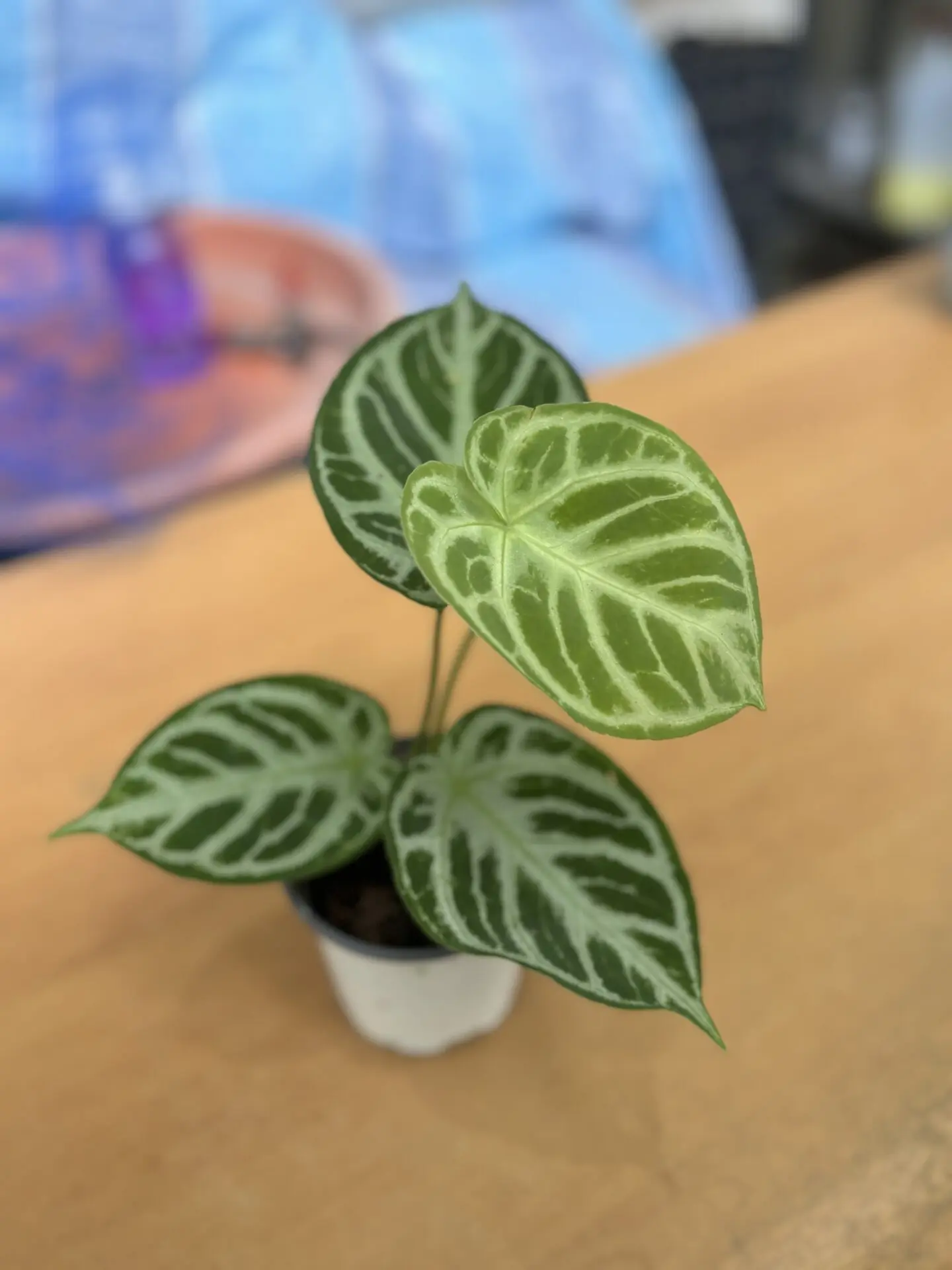 anthurium villenaorum x luxurians Velvet Anthurium