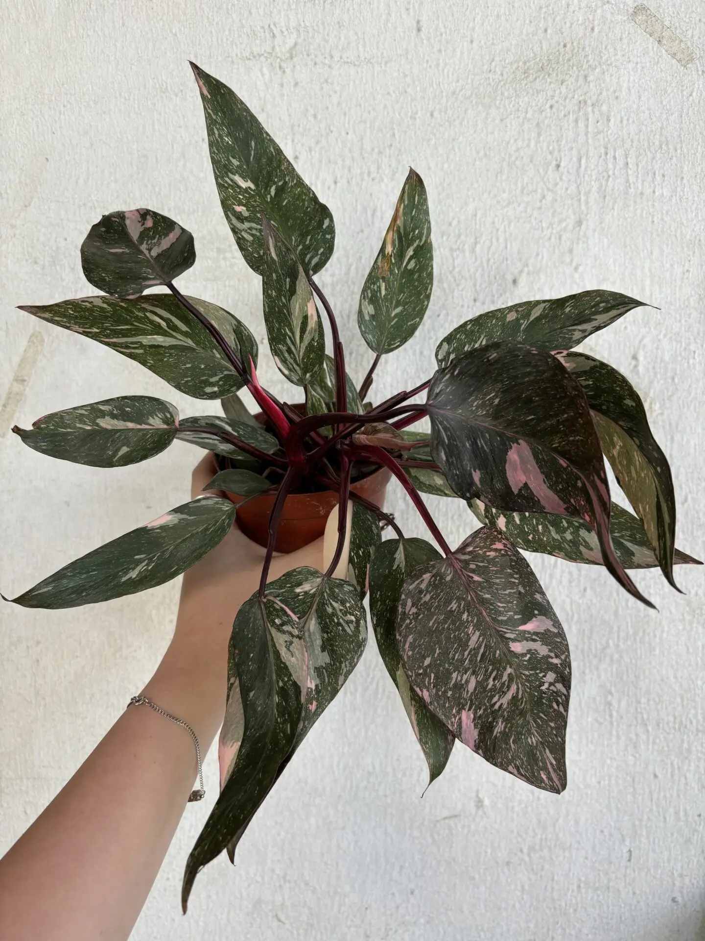 birkin philodendron ebay Philodendron ' Birkin ' ( Philodendron sp ) for Sale