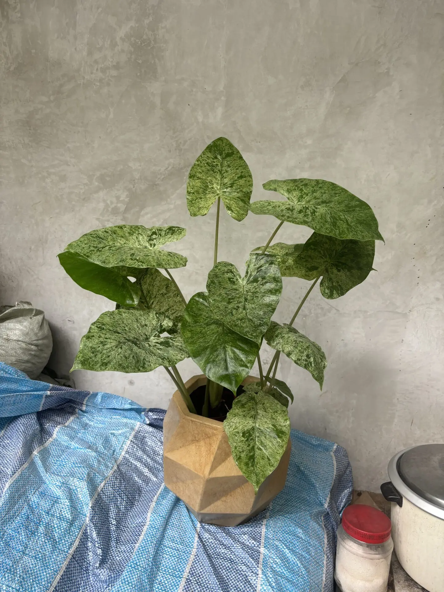 Alocasia Odora Batik