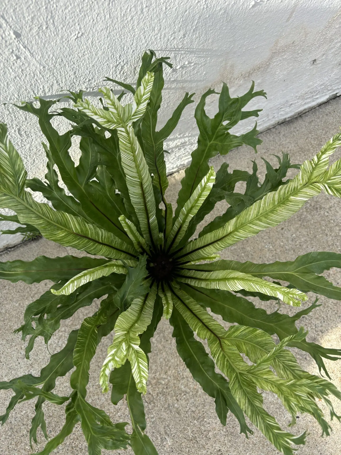 Variegated Bird Nest Fern in Stone Grey Pot - Chye Heng Orchid Garden