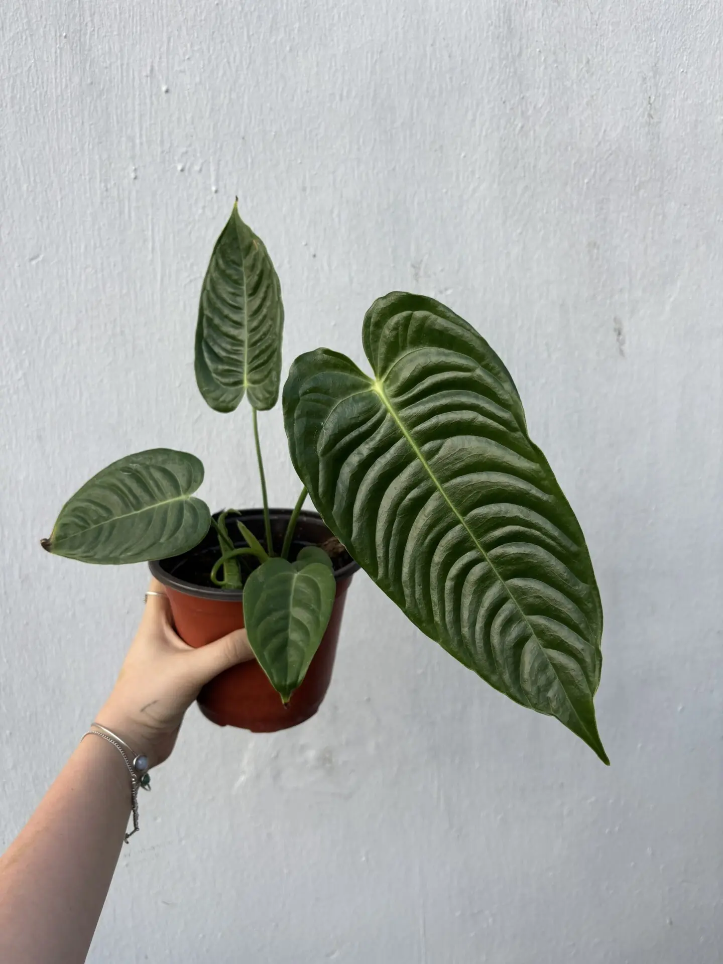 Anthurium King ‘Veitchii’