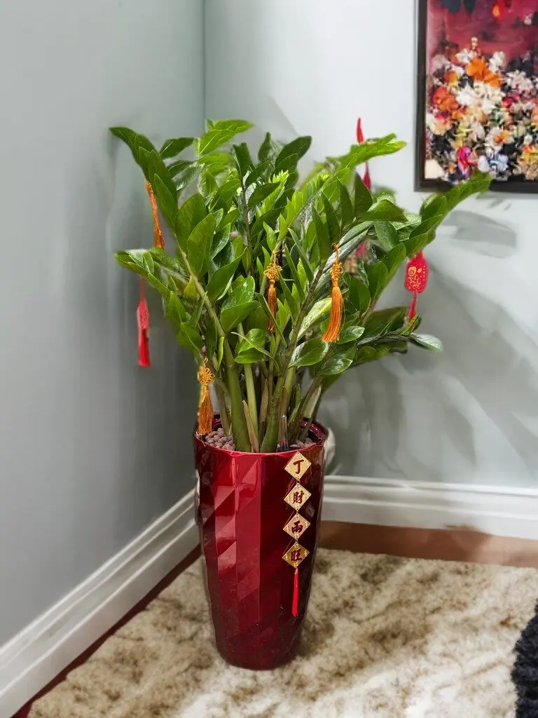 Zamioculcas Zamifolia (Red, Self watering Pot)