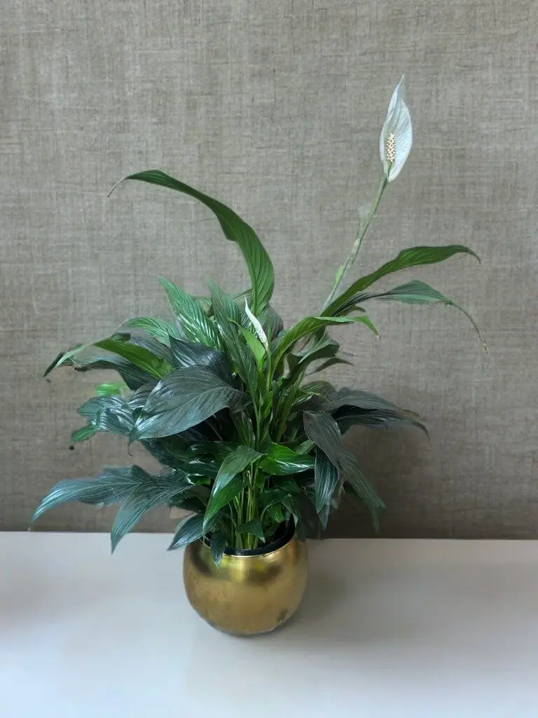 Spathiphyllum Peace Lily