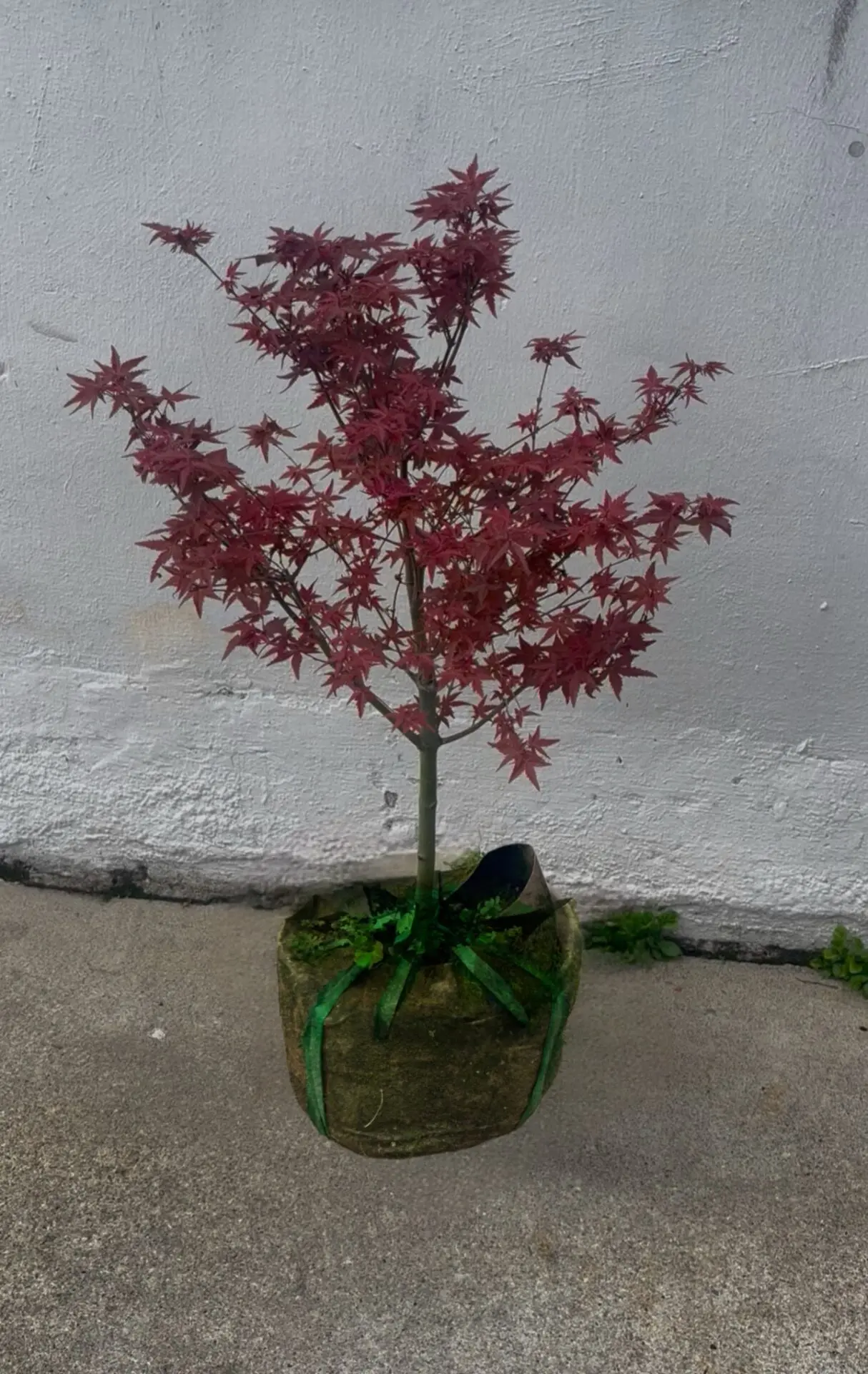Maple Tree