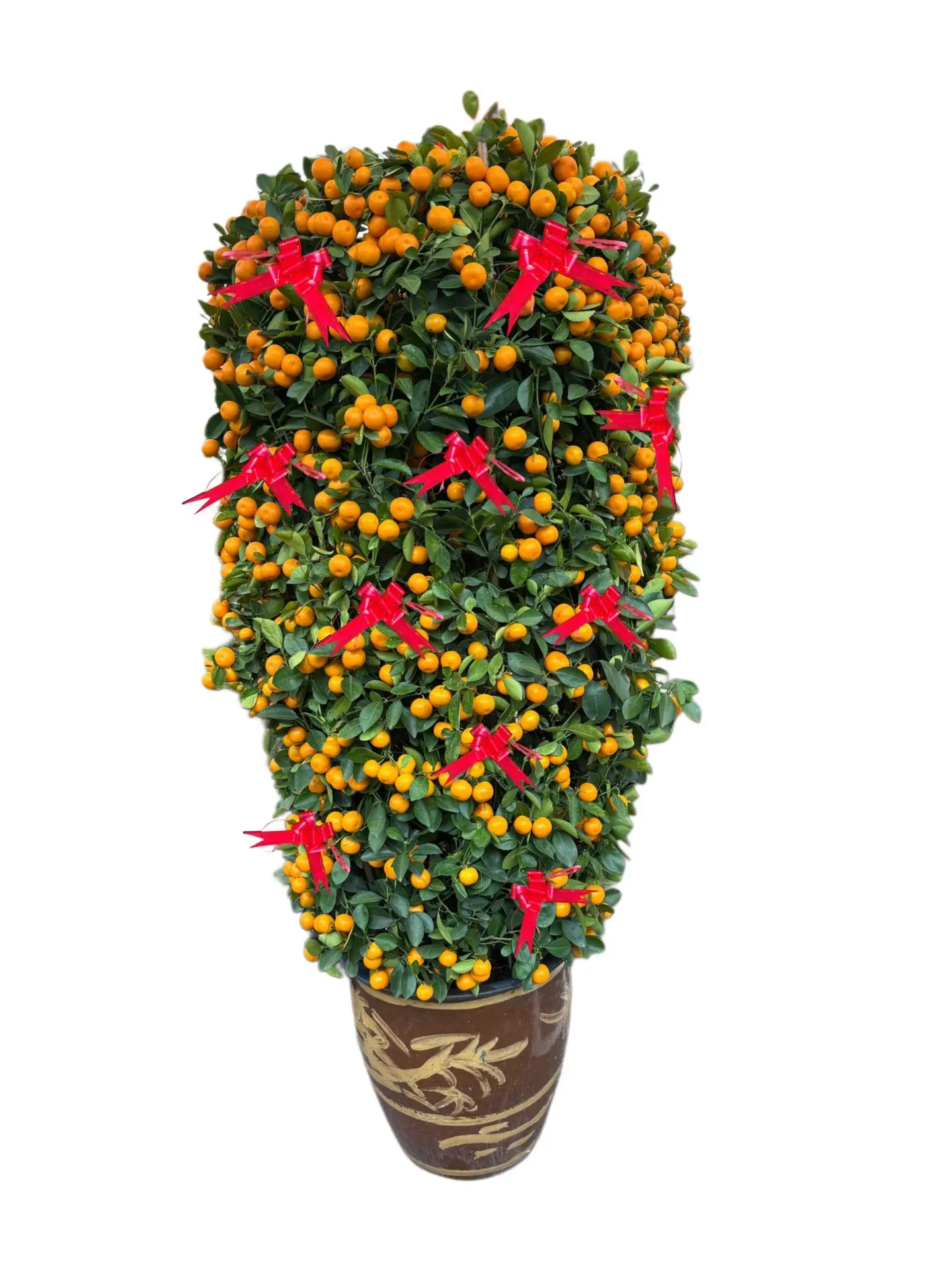 Four Season Orange (1.8m, No.2 Dragon Pot)