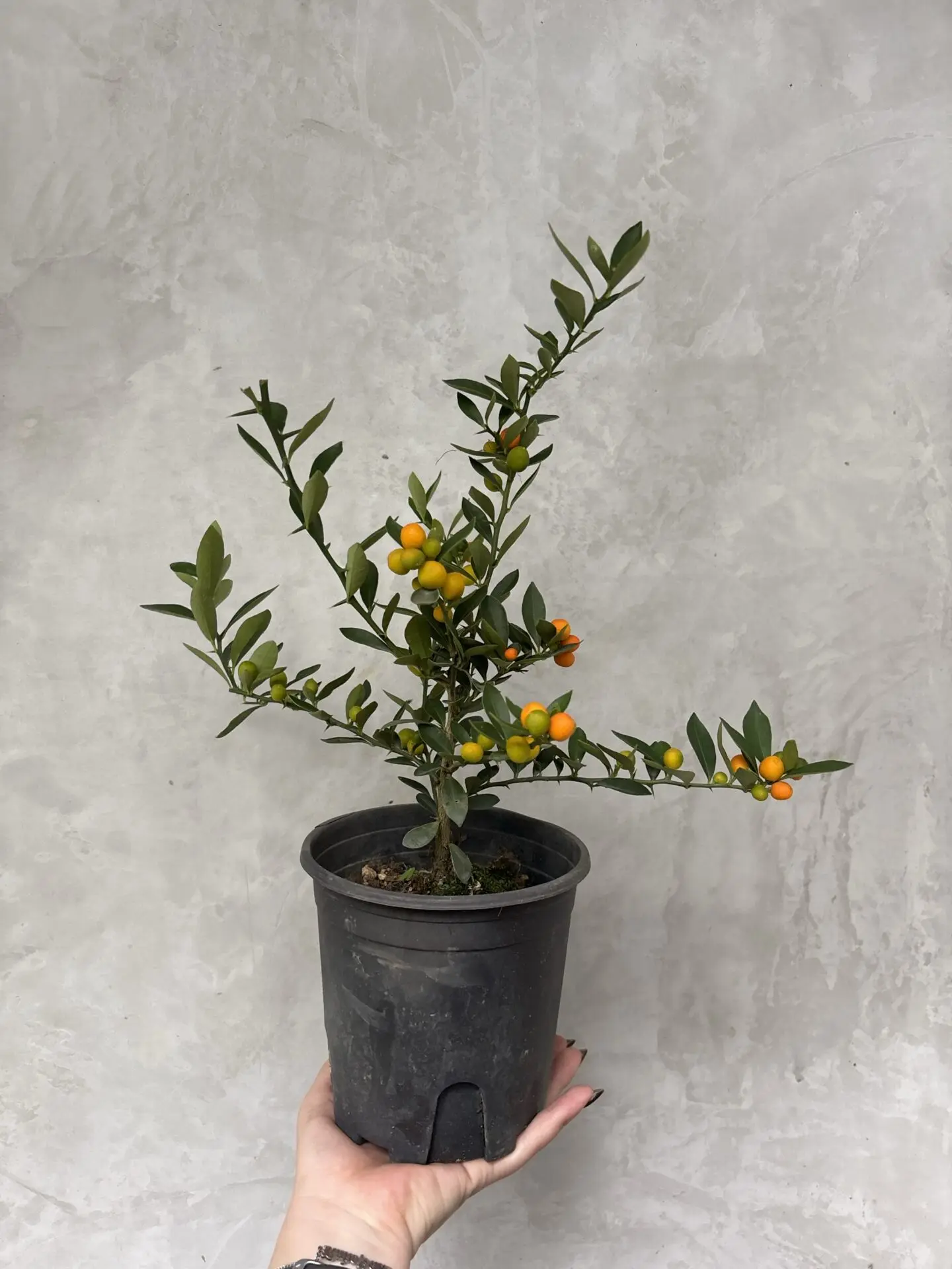 Mini Orange (S)