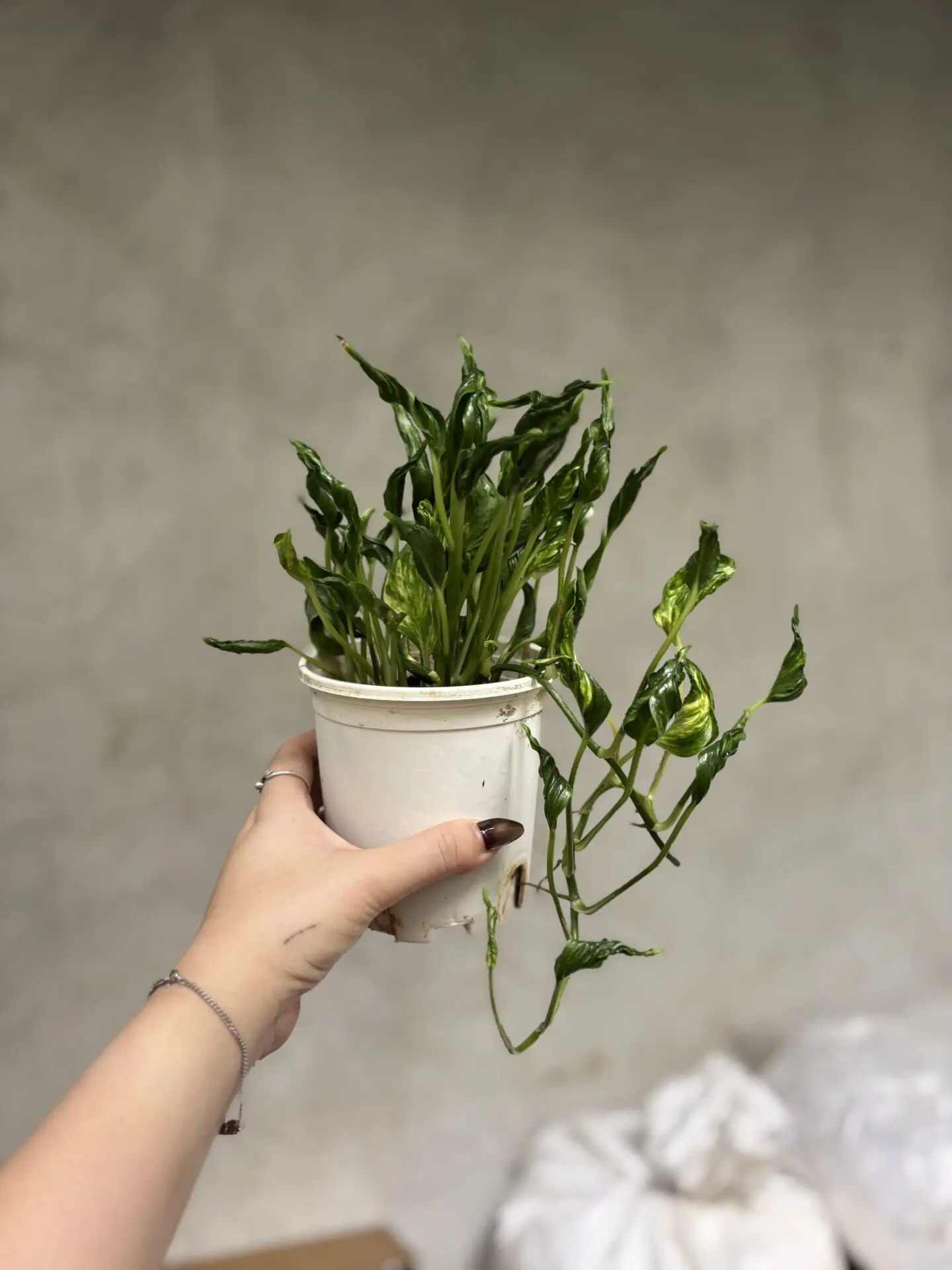 Epipremnum Aureum Shangri-La (Sleeping Pothos)