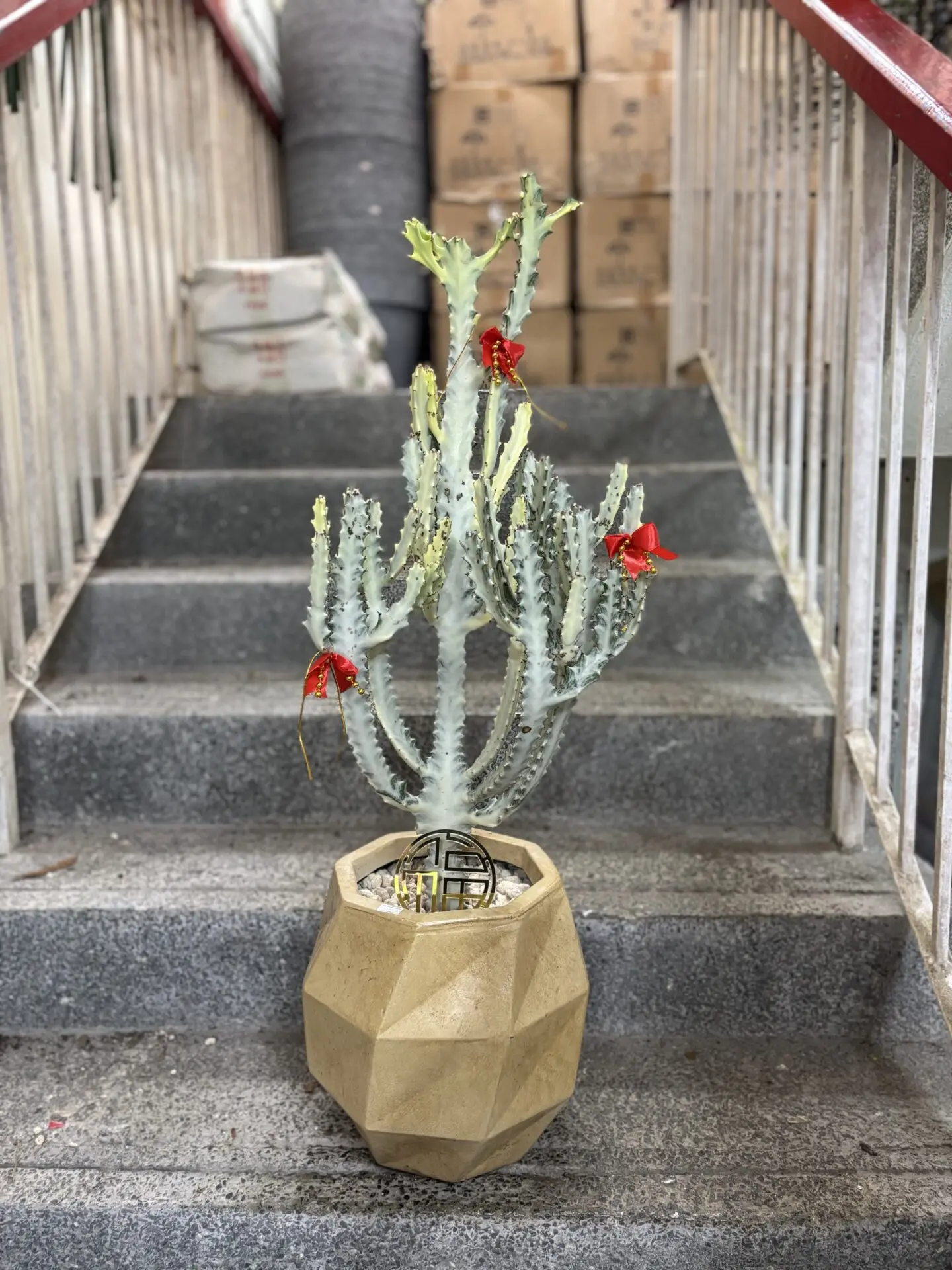 Euphorbia White Ghost