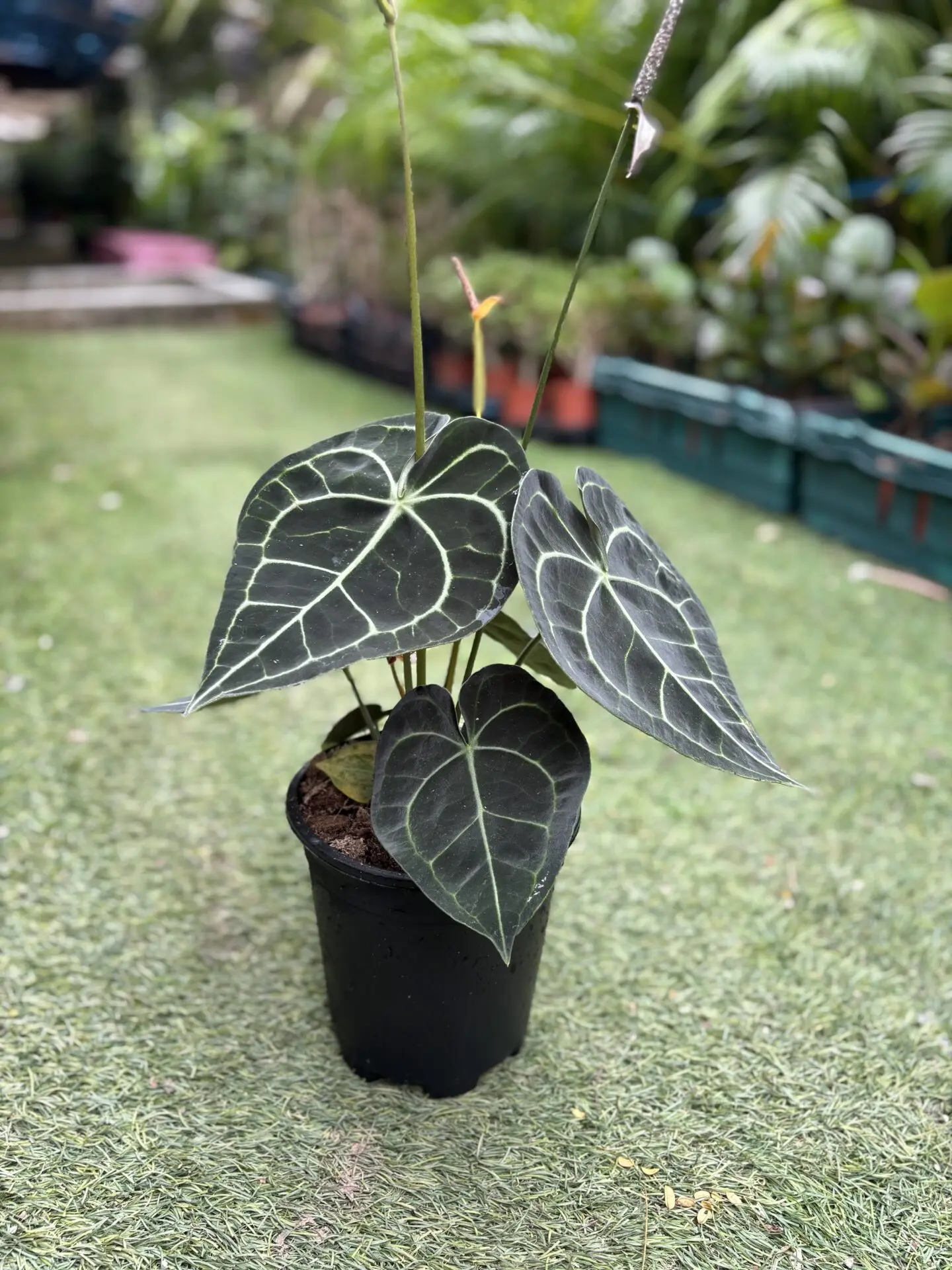 Anthurium Clarinervium