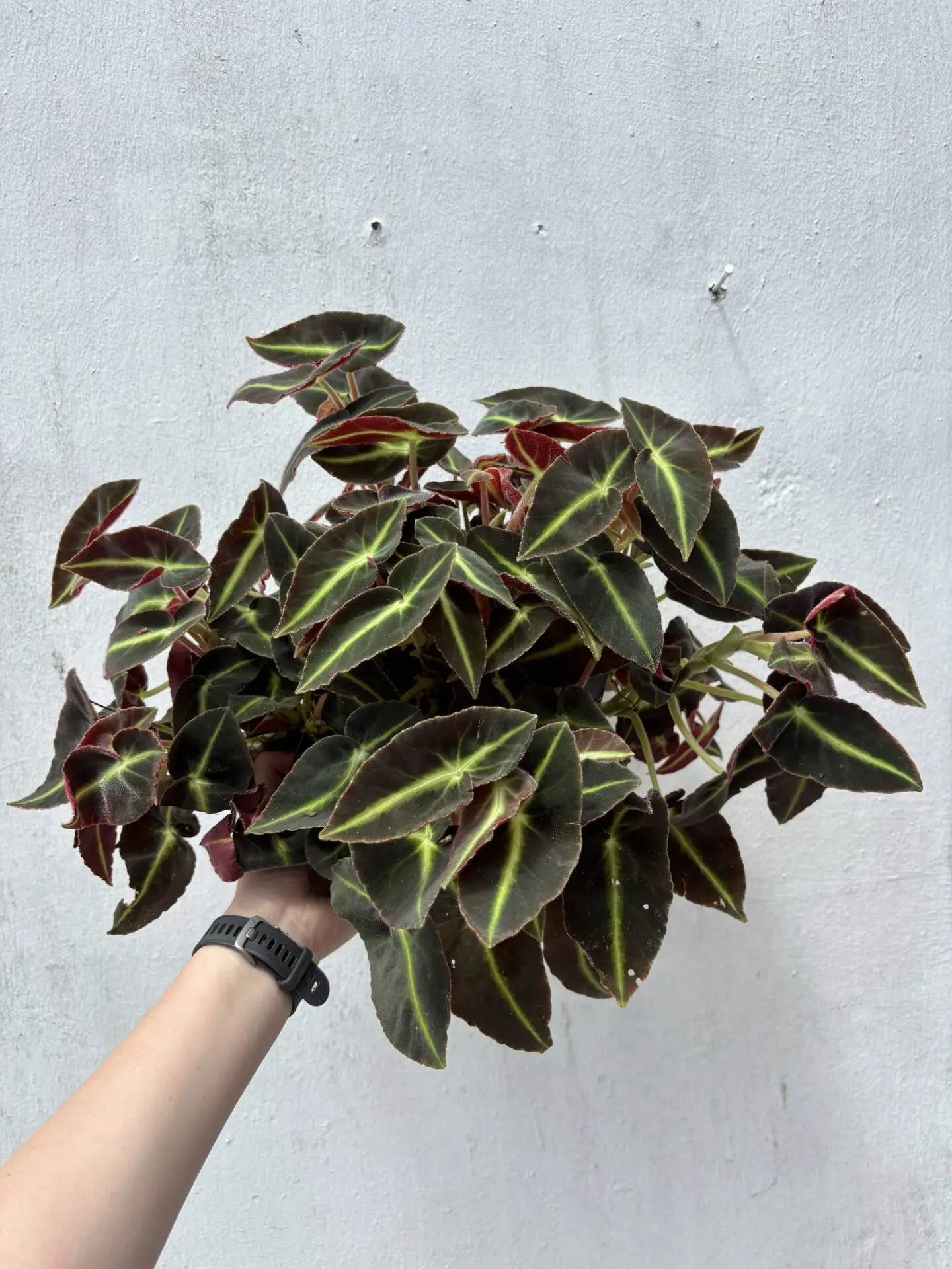 Begonia Listada (L)