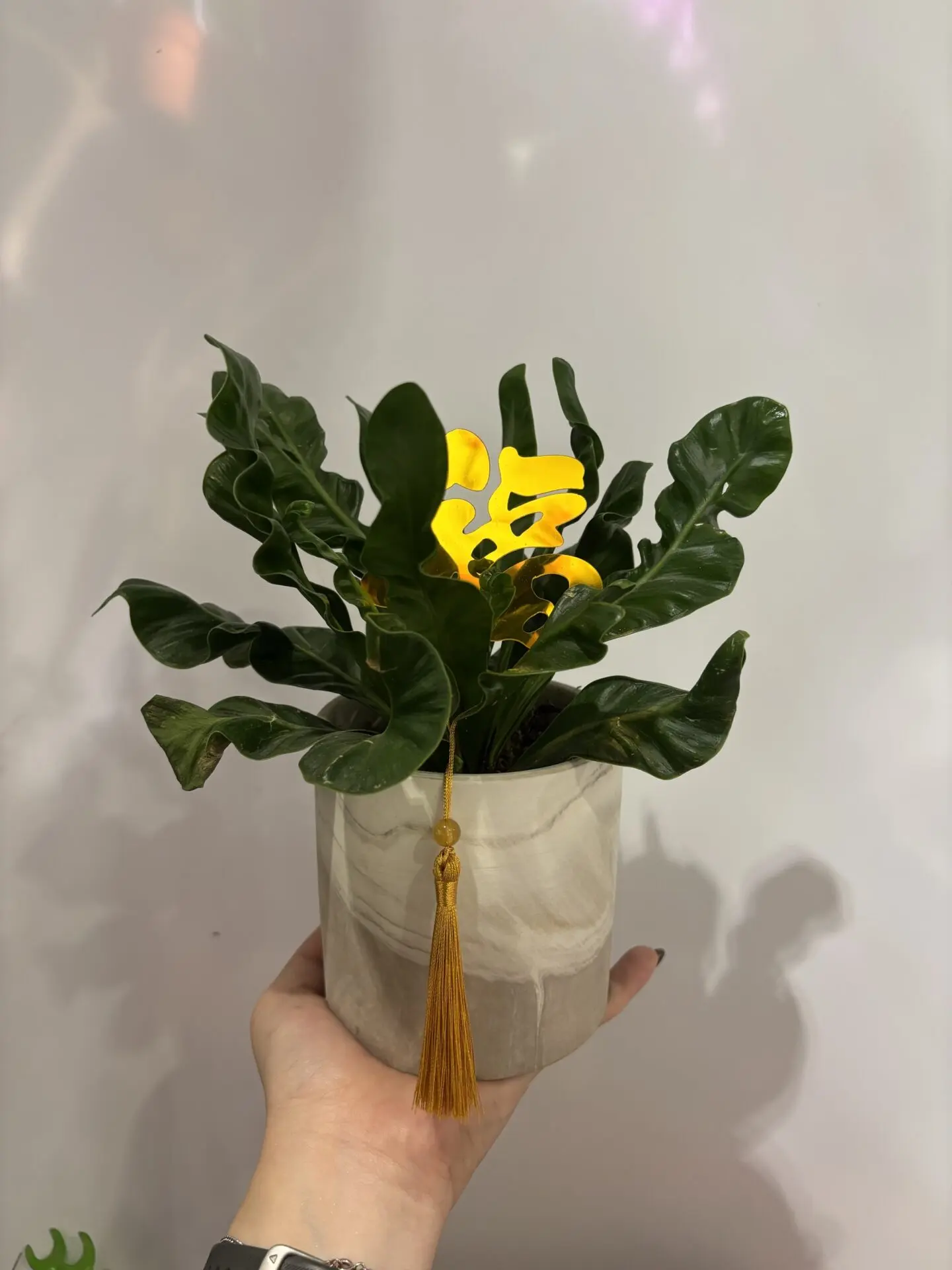 Cobra Fern