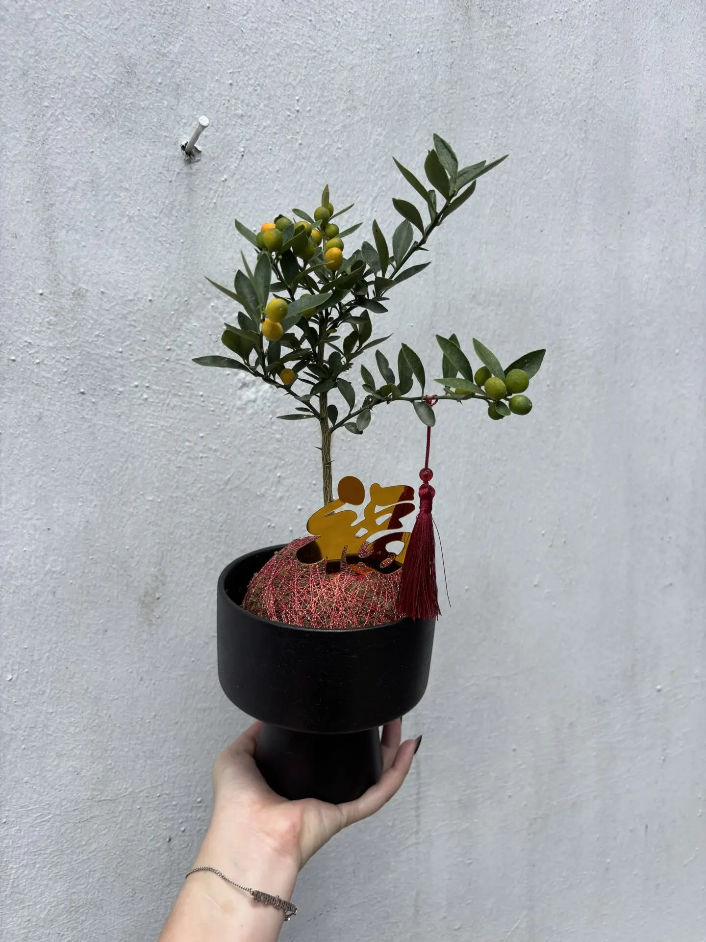 Mini Orange (Kokedama)