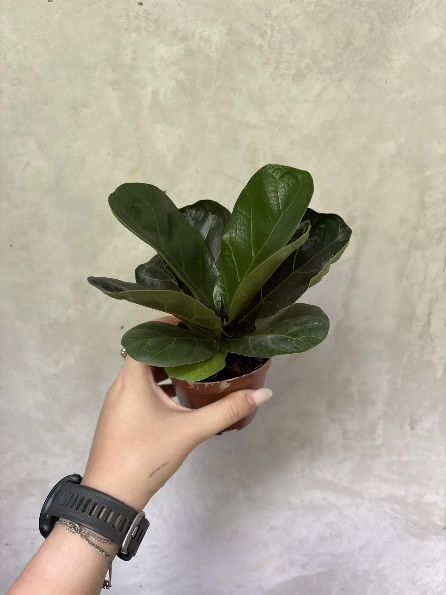 Ficus Lyrata (Mini)