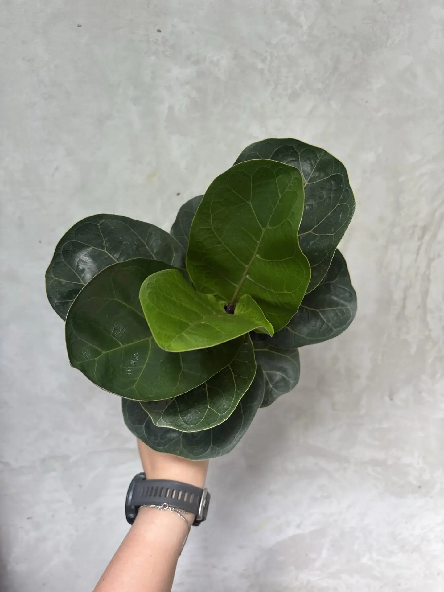 Ficus Lyrata