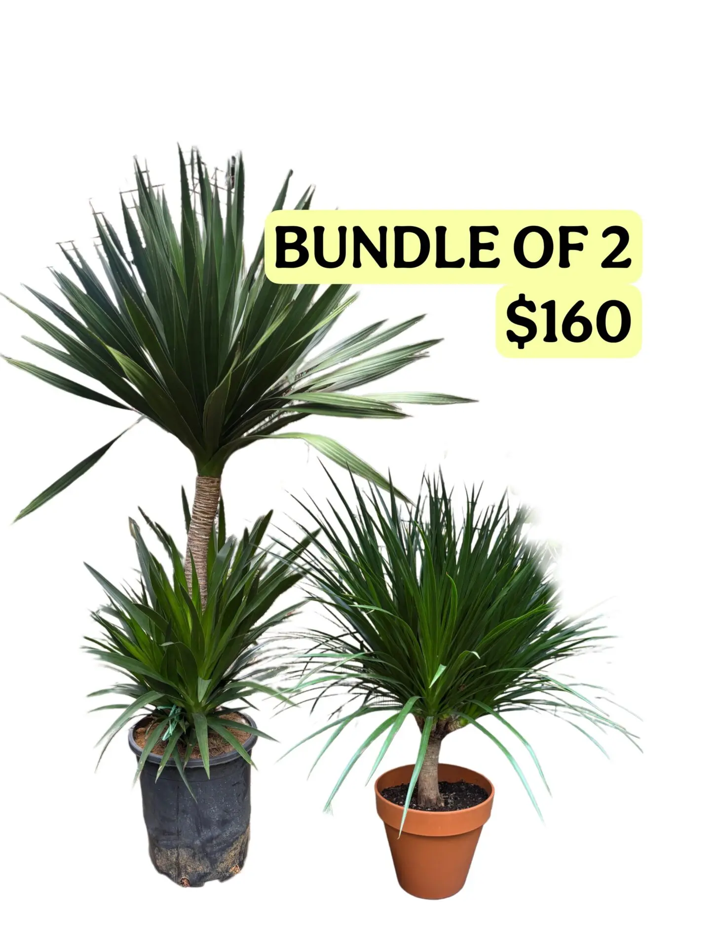 [2 FOR $160] DRACO PROMO — RAYA