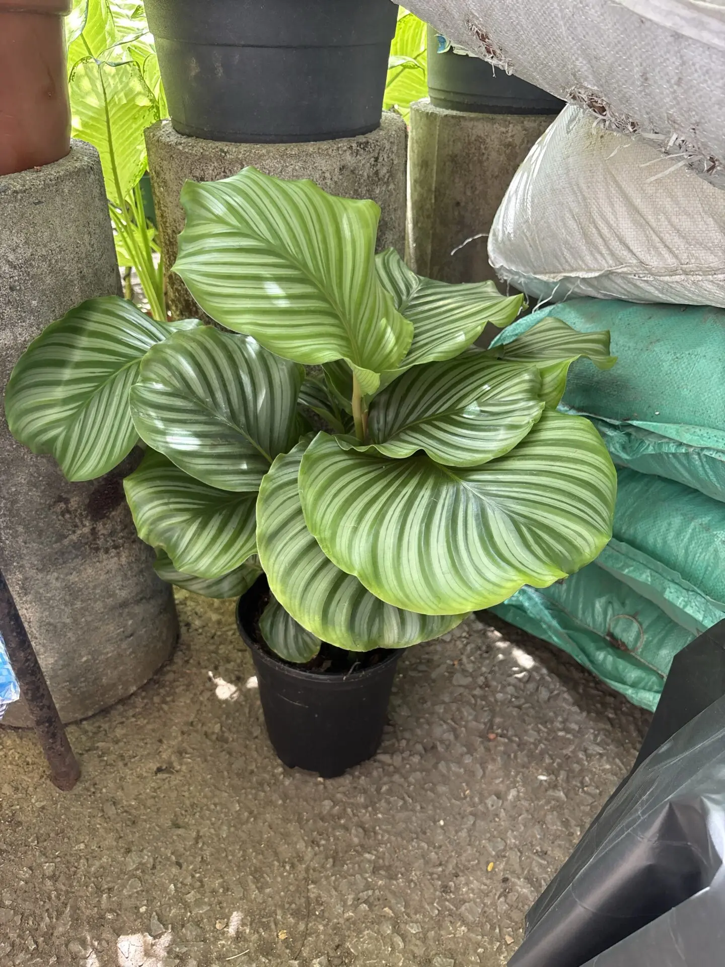 Calathea Orbifolia