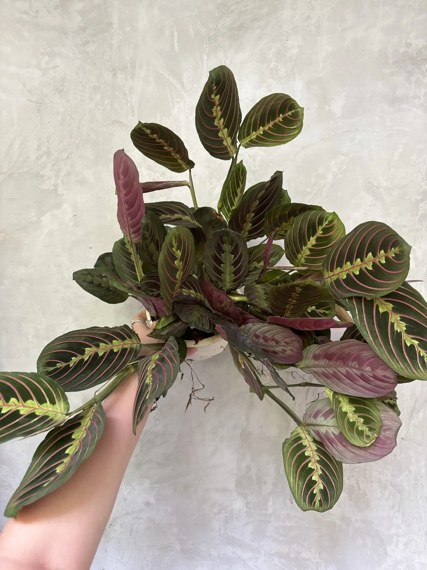 Maranta Leuc Fascinator