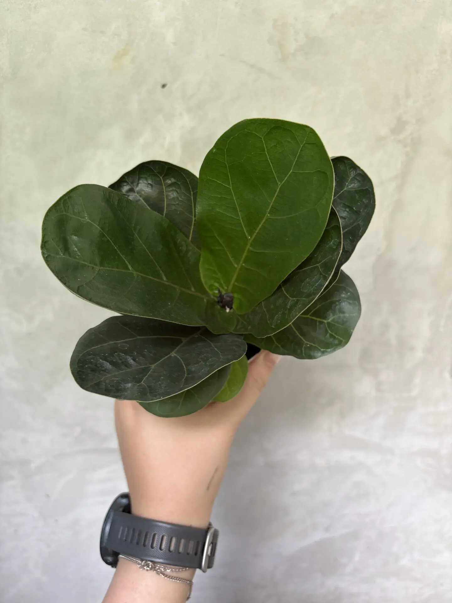 Ficus Lyrata (Mini) - Chye Heng Orchid Garden