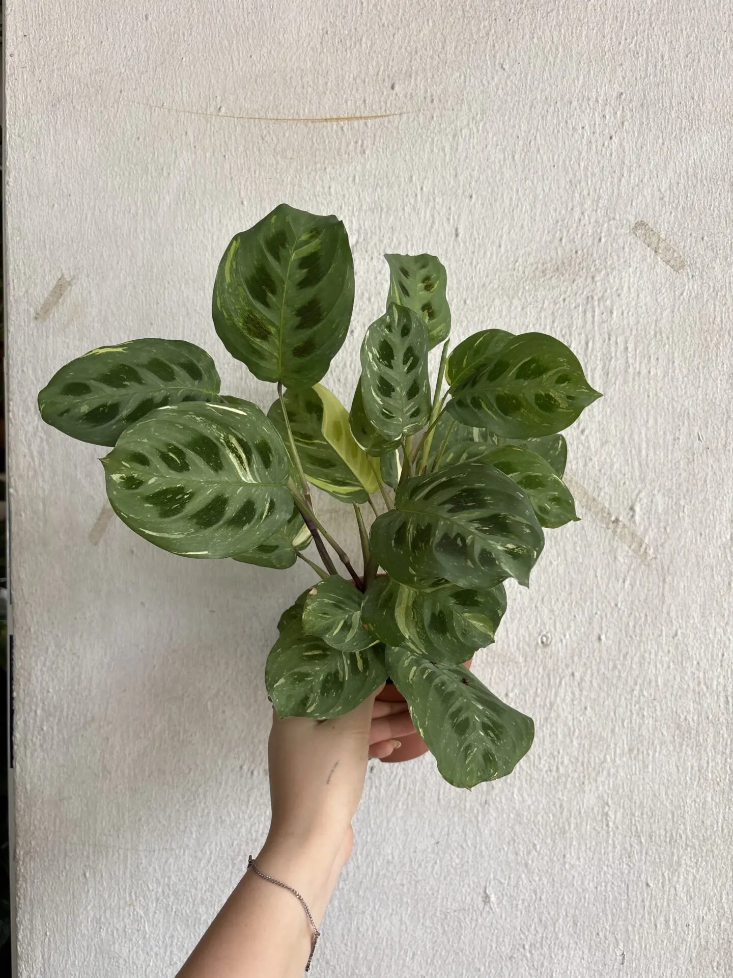 Maranta Fiesta (Holland)