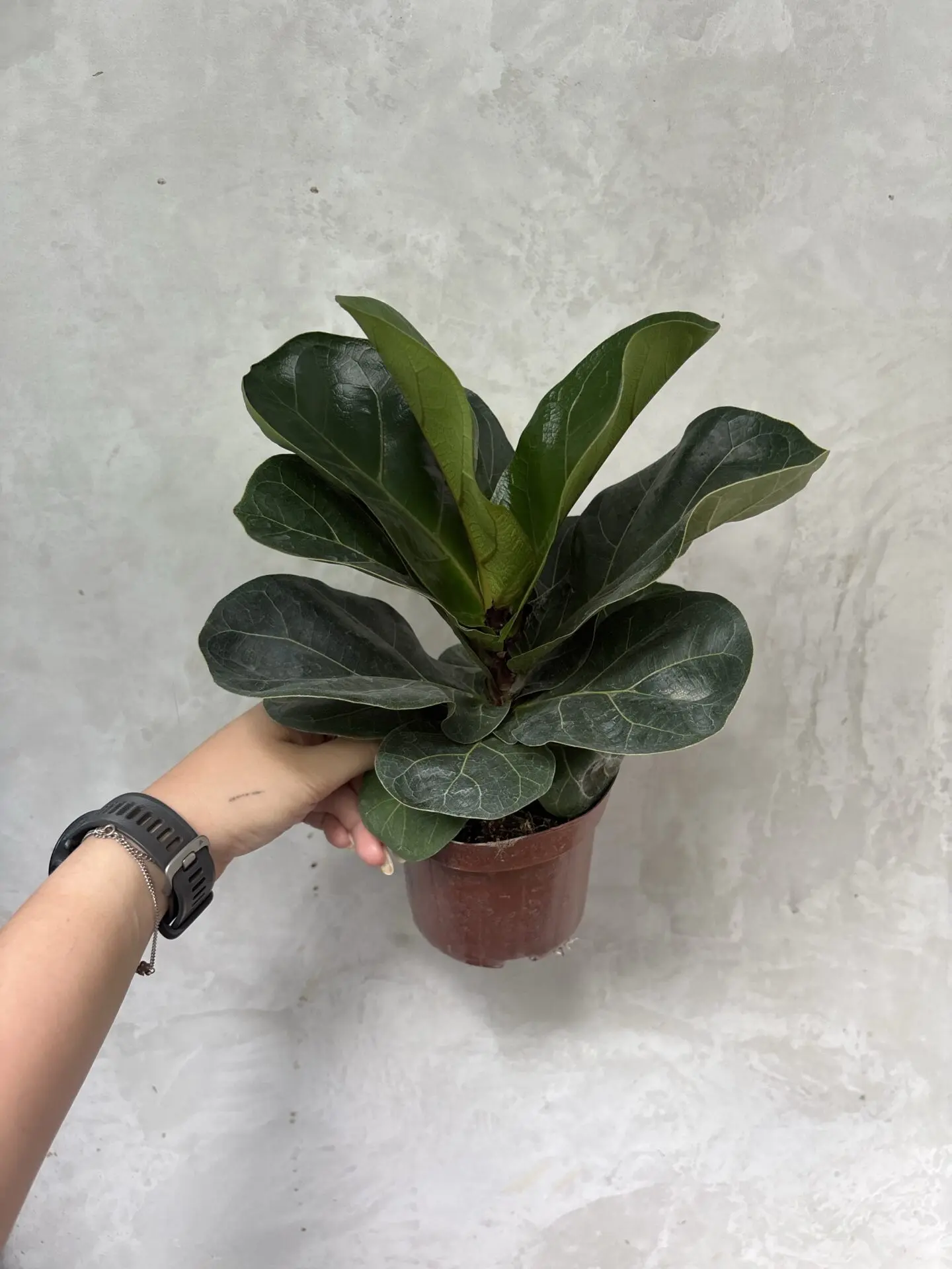 Ficus Lyrata
