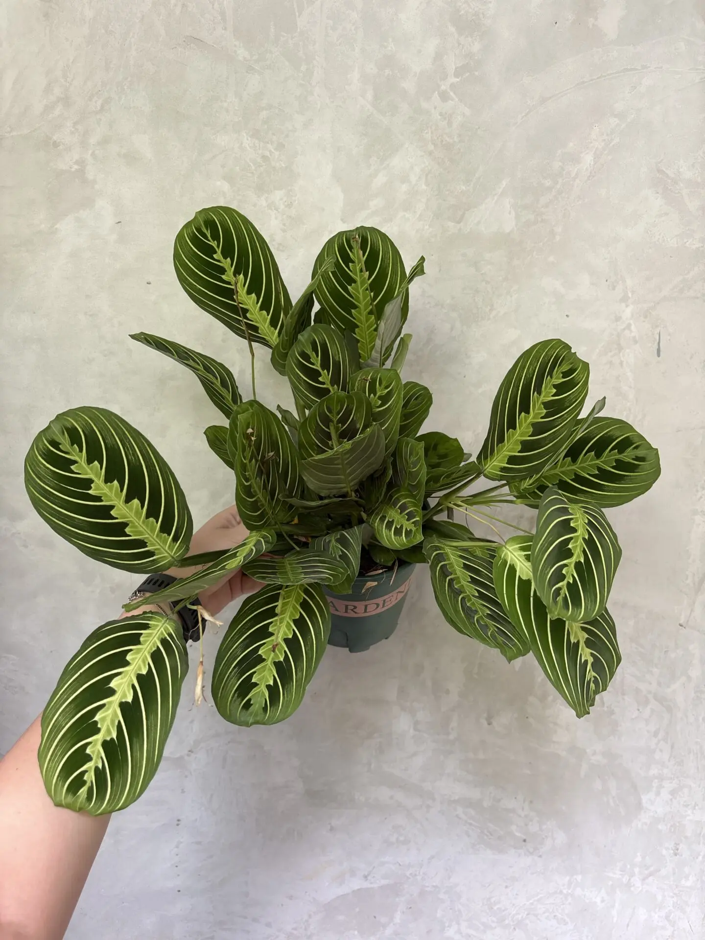 Maranta Lemon Lime