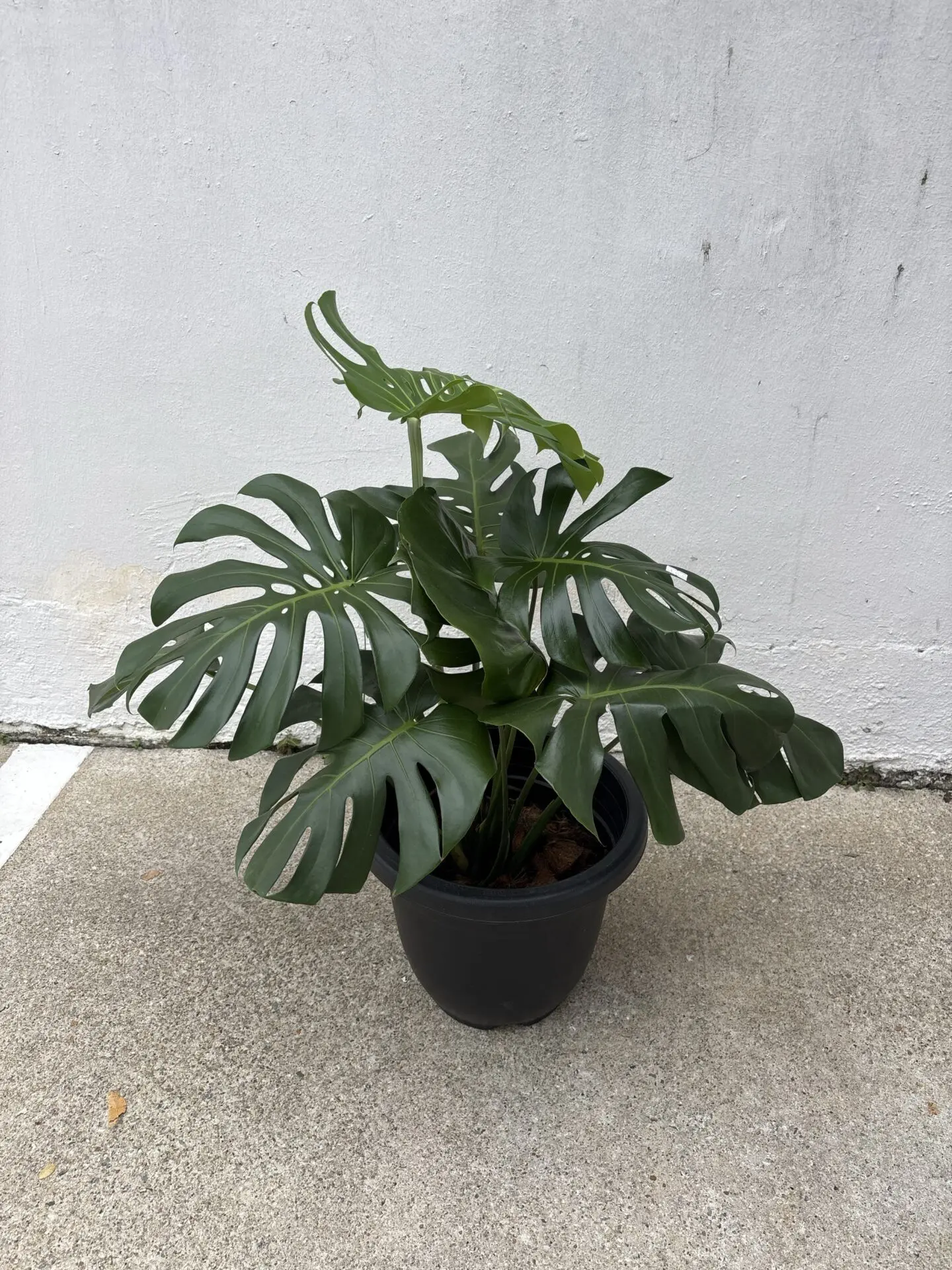 Monstera Deliciosa