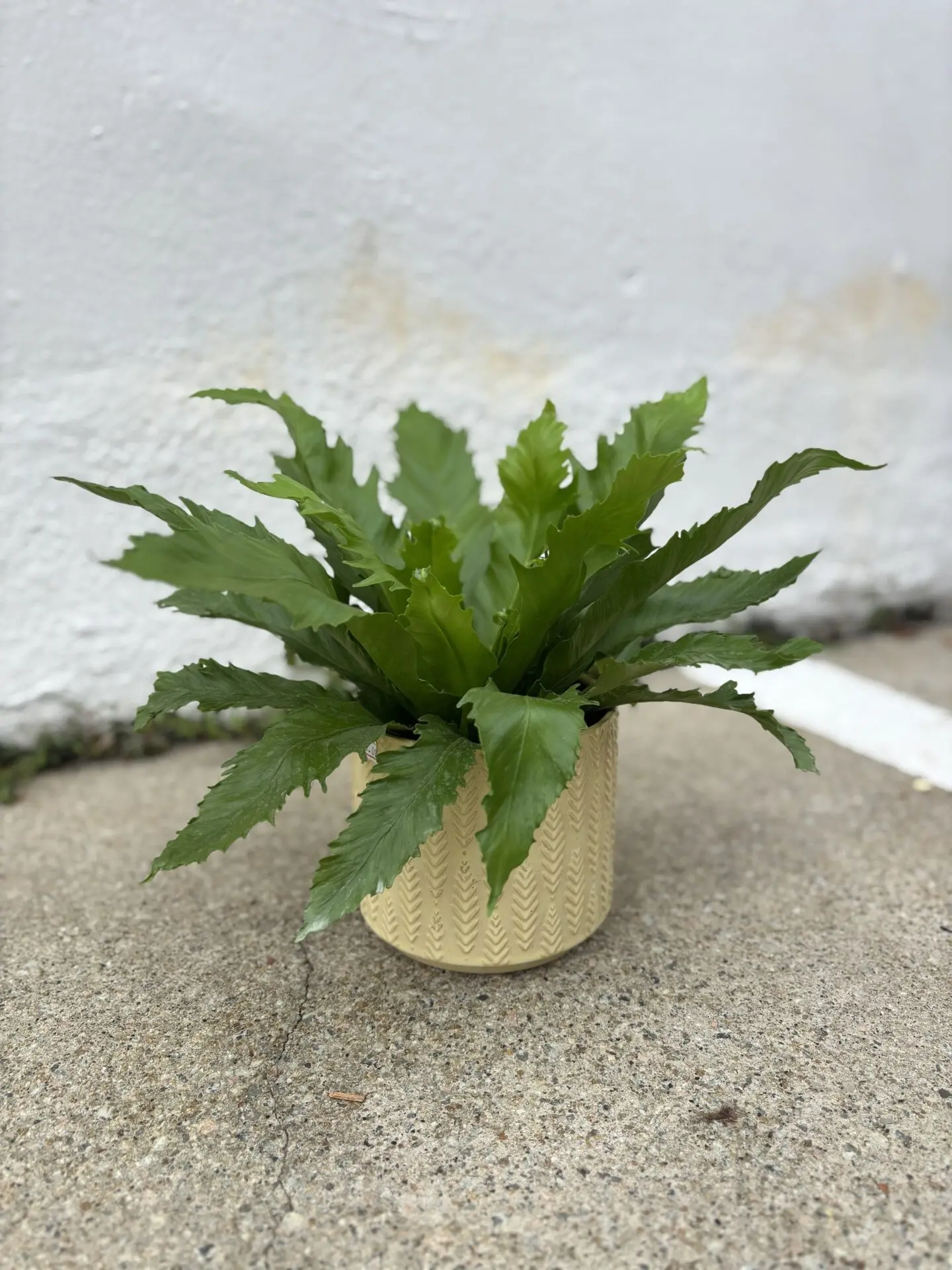 Asplenium Venus (Bird’s Nest Fern)