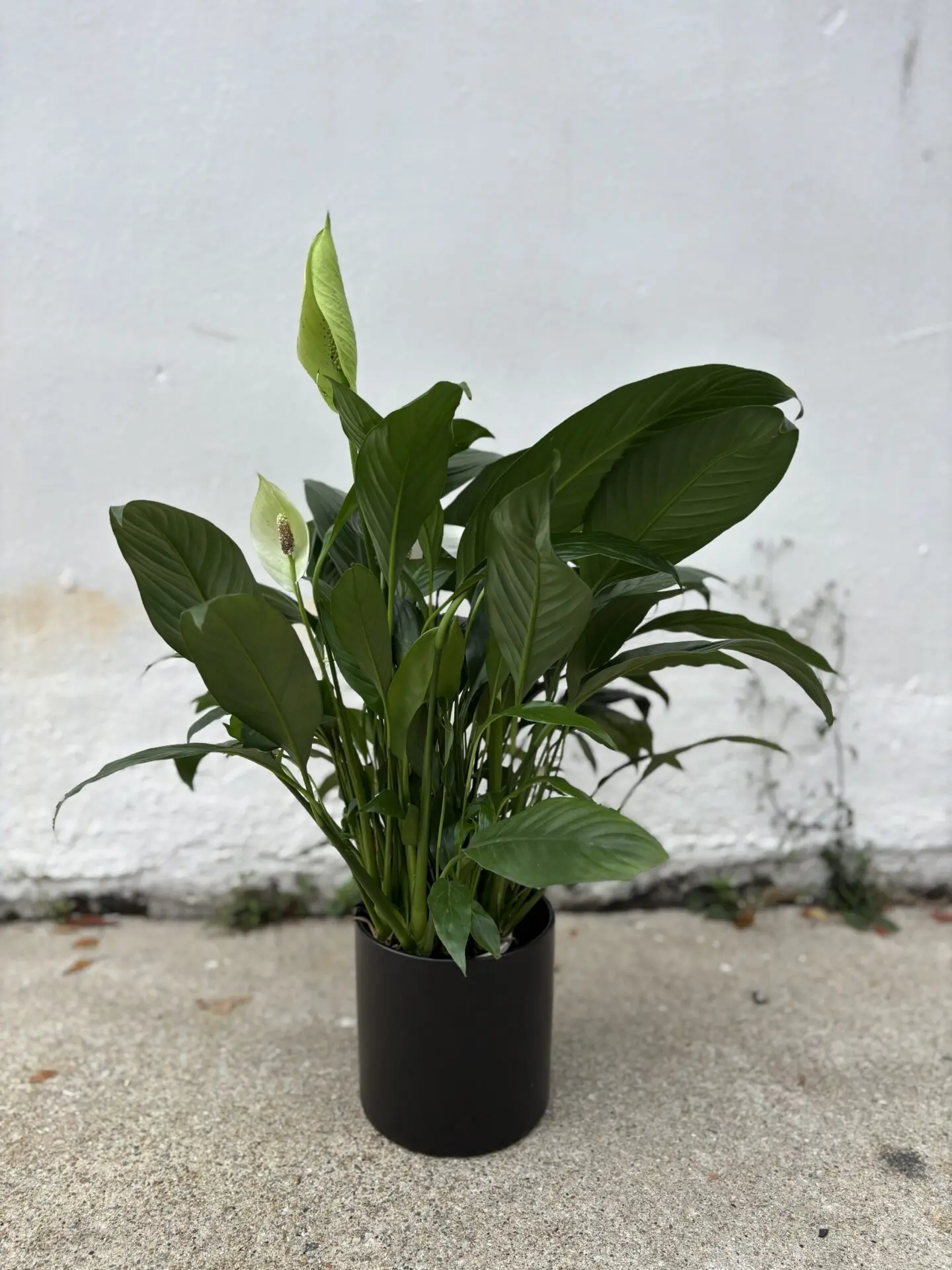 Spathiphyllum Peace Lily