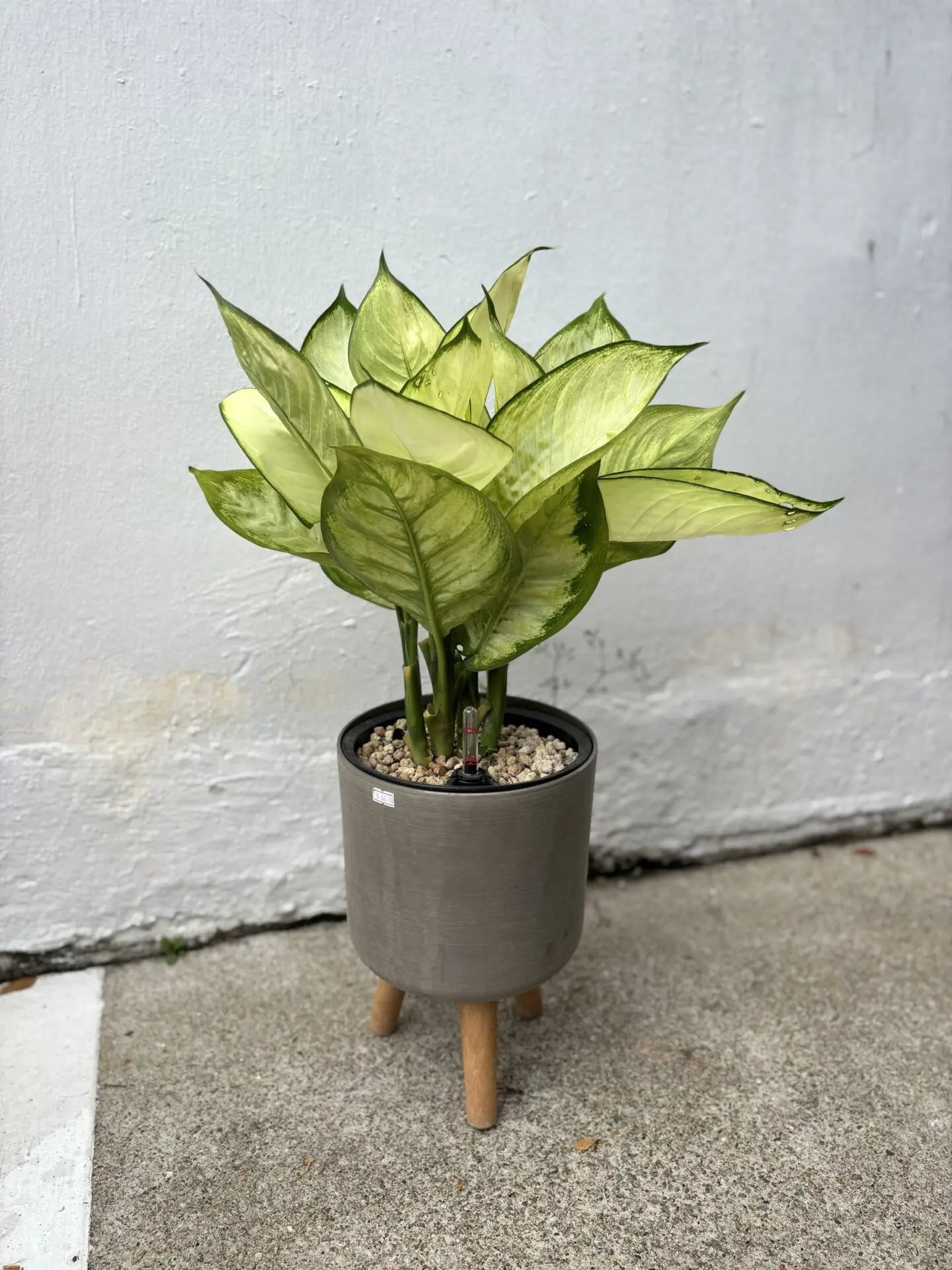 Zamioculcas Zamiifolia (ZZ Plant) - Chye Heng Orchid Garden