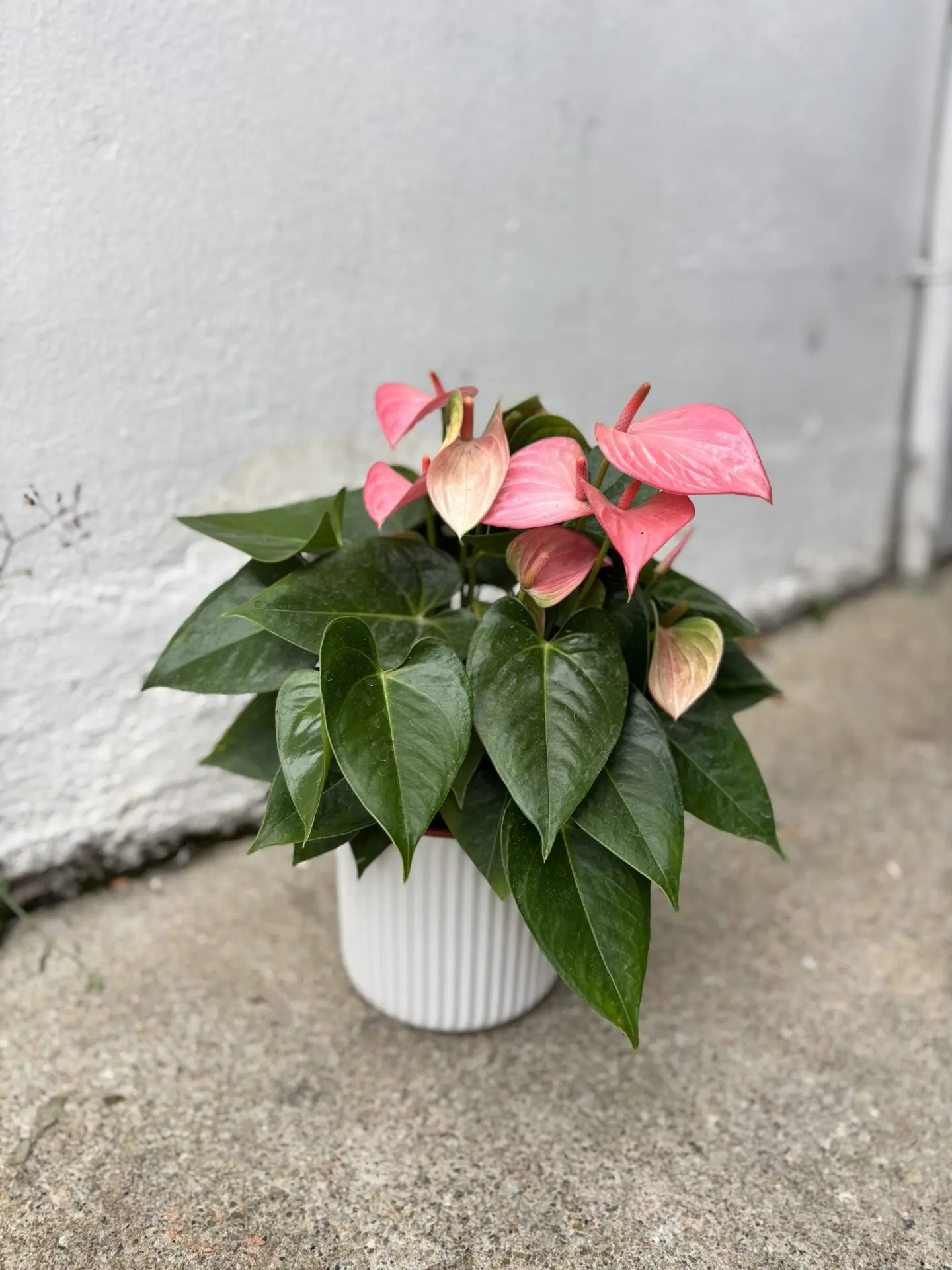 Anthurium Pink (Flamingo Lily)