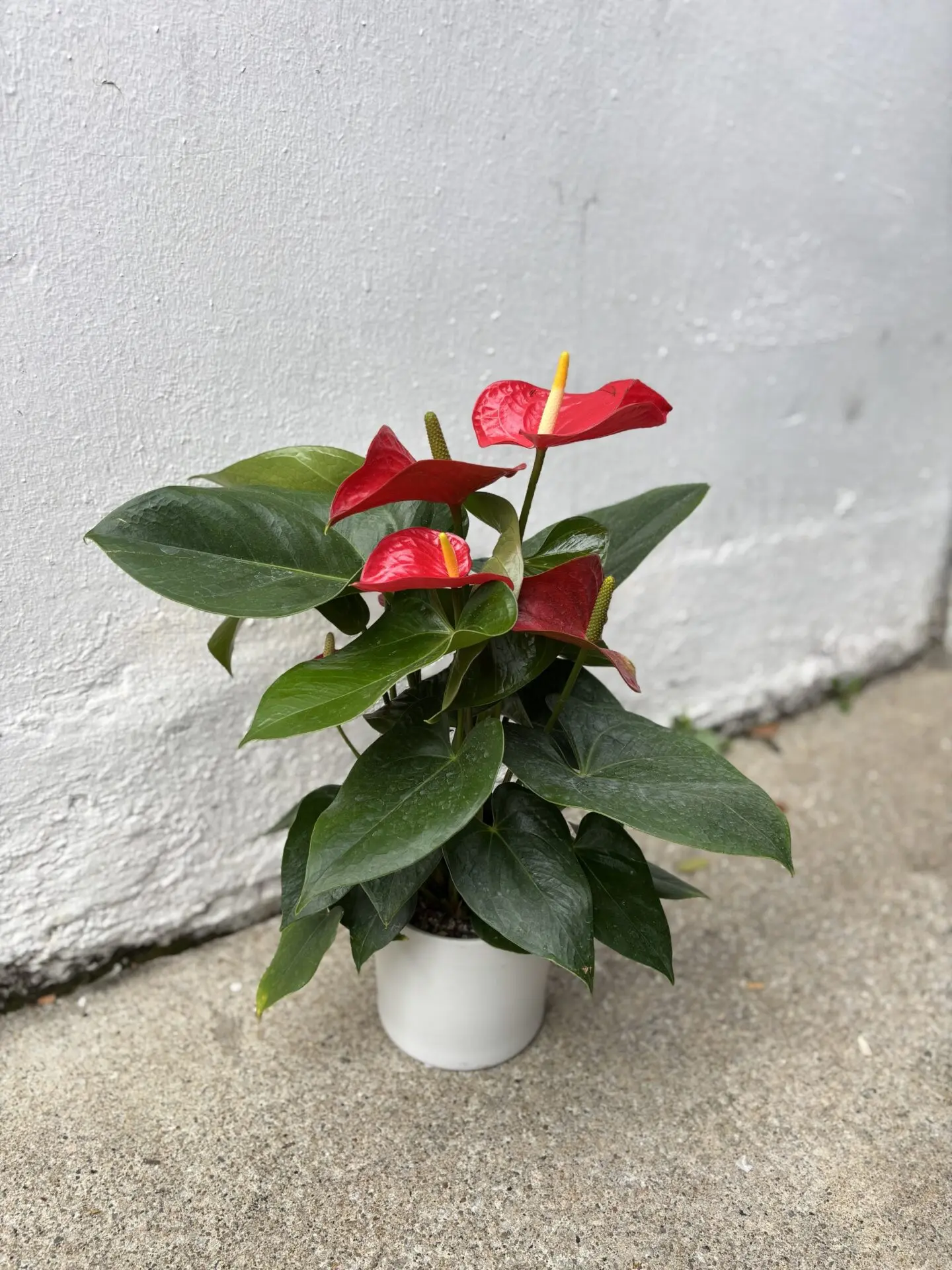 Anthurium Red (Flamingo Lily)