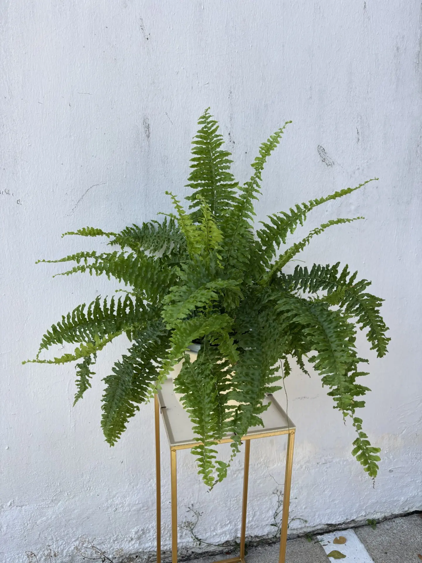 Boston Fern