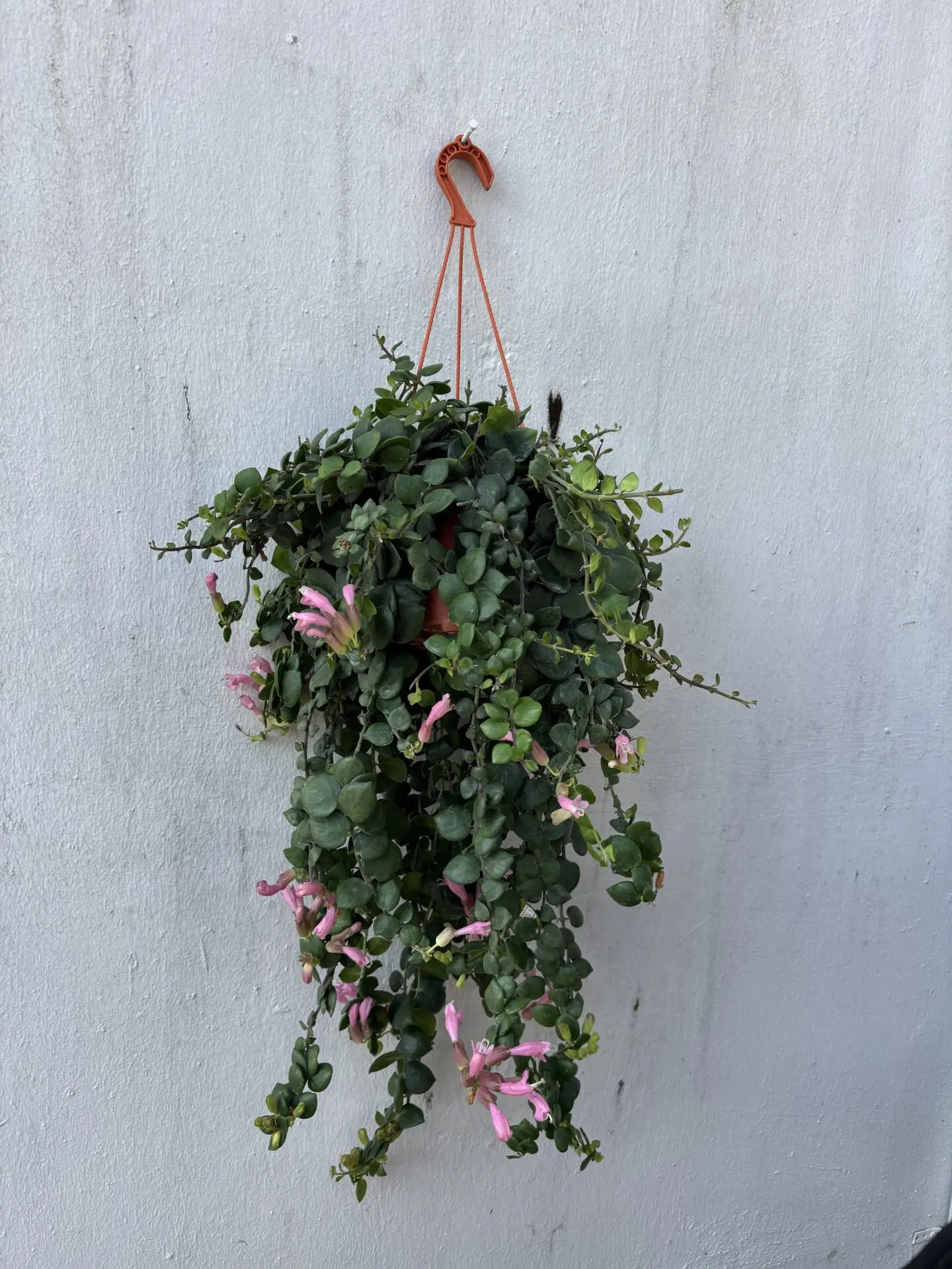 Pink Lipstick Vine (Aeschynanthus Thai Pink)